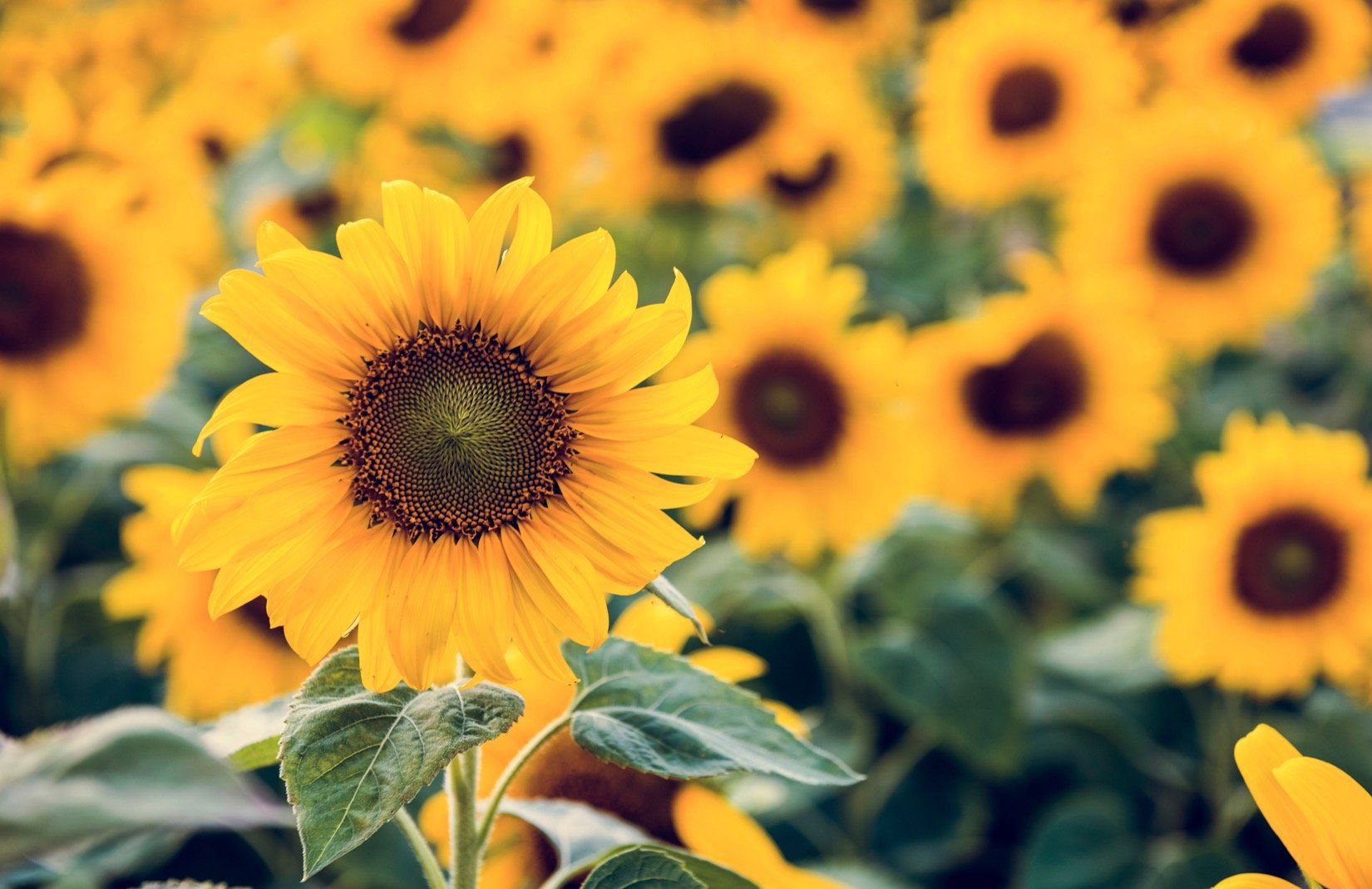 Sunflower Sunrise Wallpaper. Sunflower Field Design