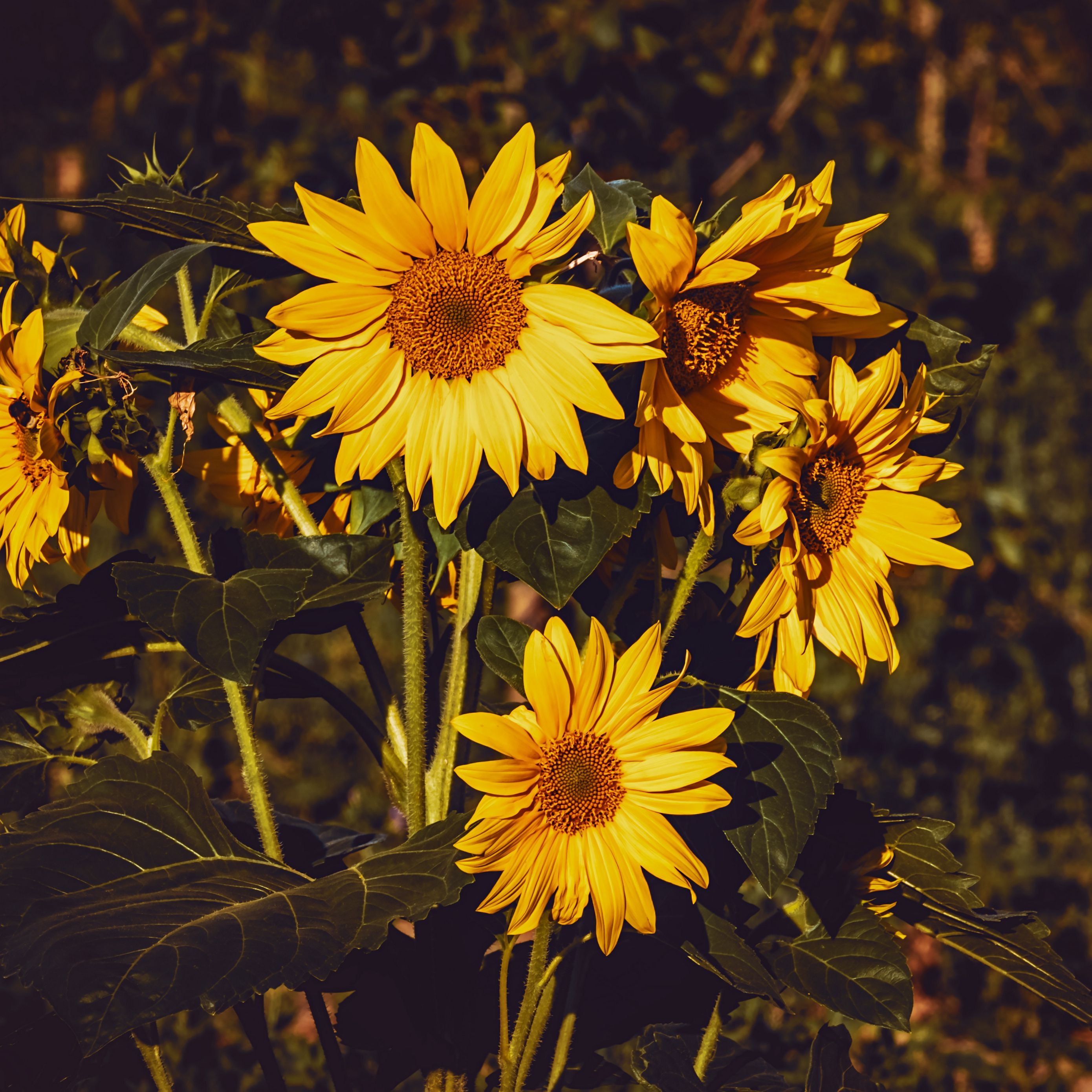 Download wallpaper 2780x2780 sunflower, flowers, summer, yellow