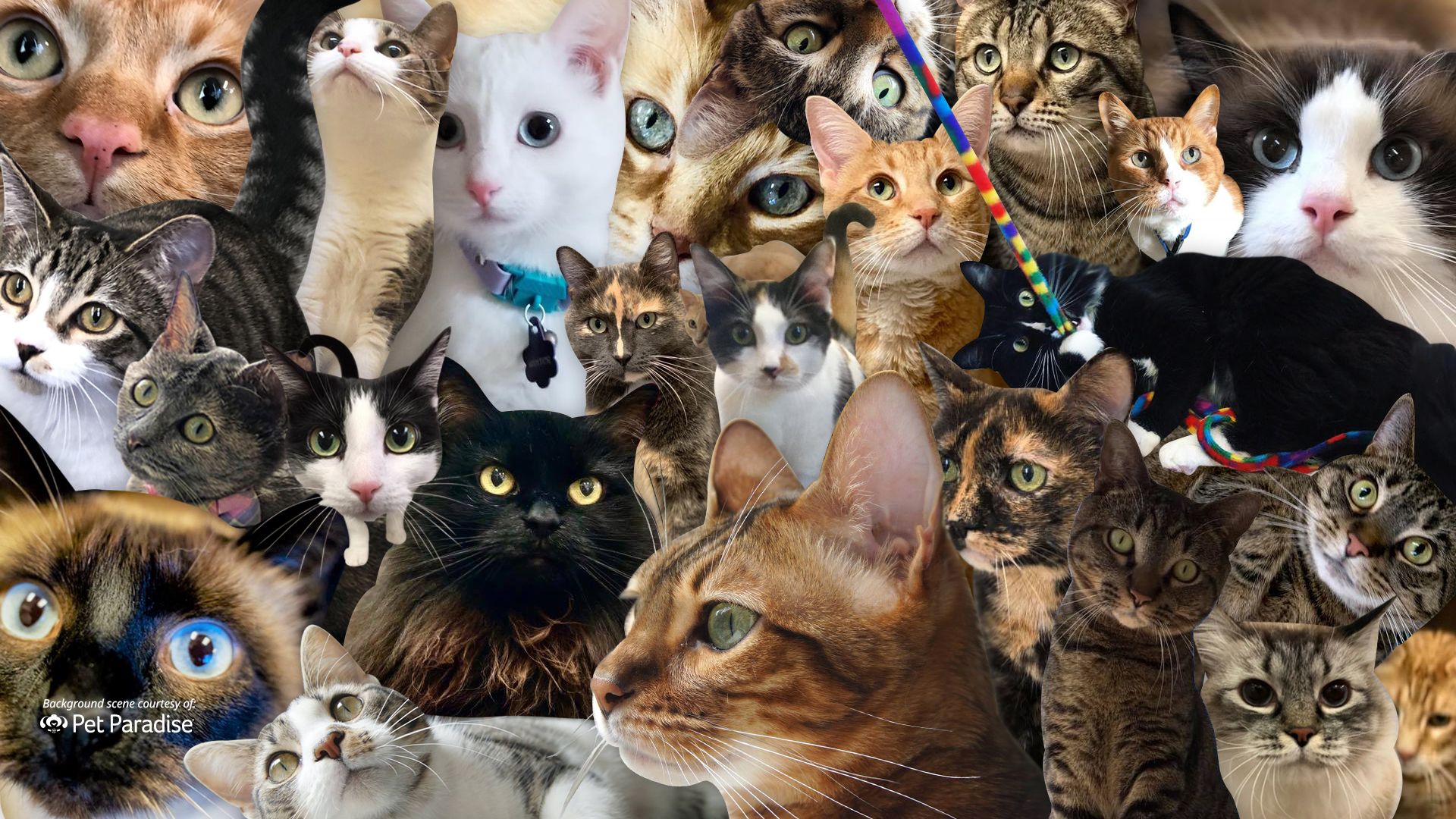 Cat Party Wallpapers Wallpaper Cave