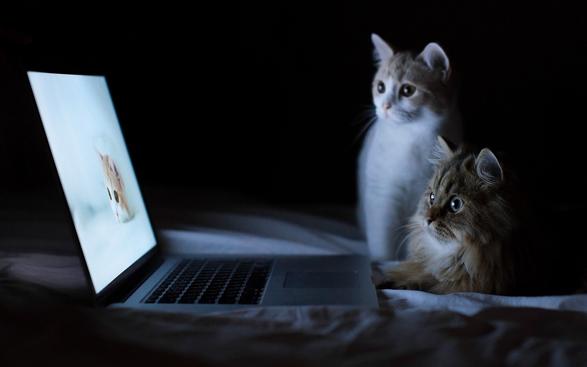Two cats looking at desktop wallpaper with cat wallpaper download. Wallpaper, picture, photo