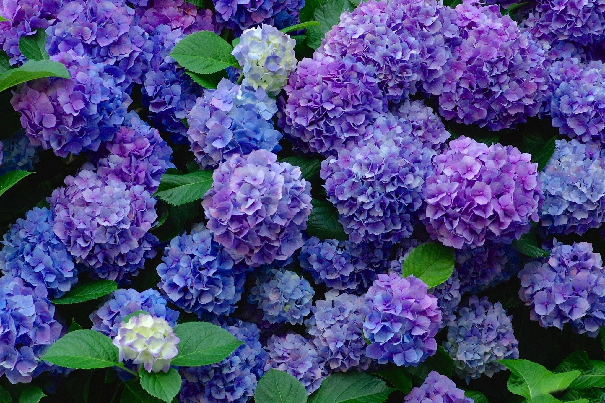 Blue and Purple Hydrangeas HD Wallpaper. Background Image