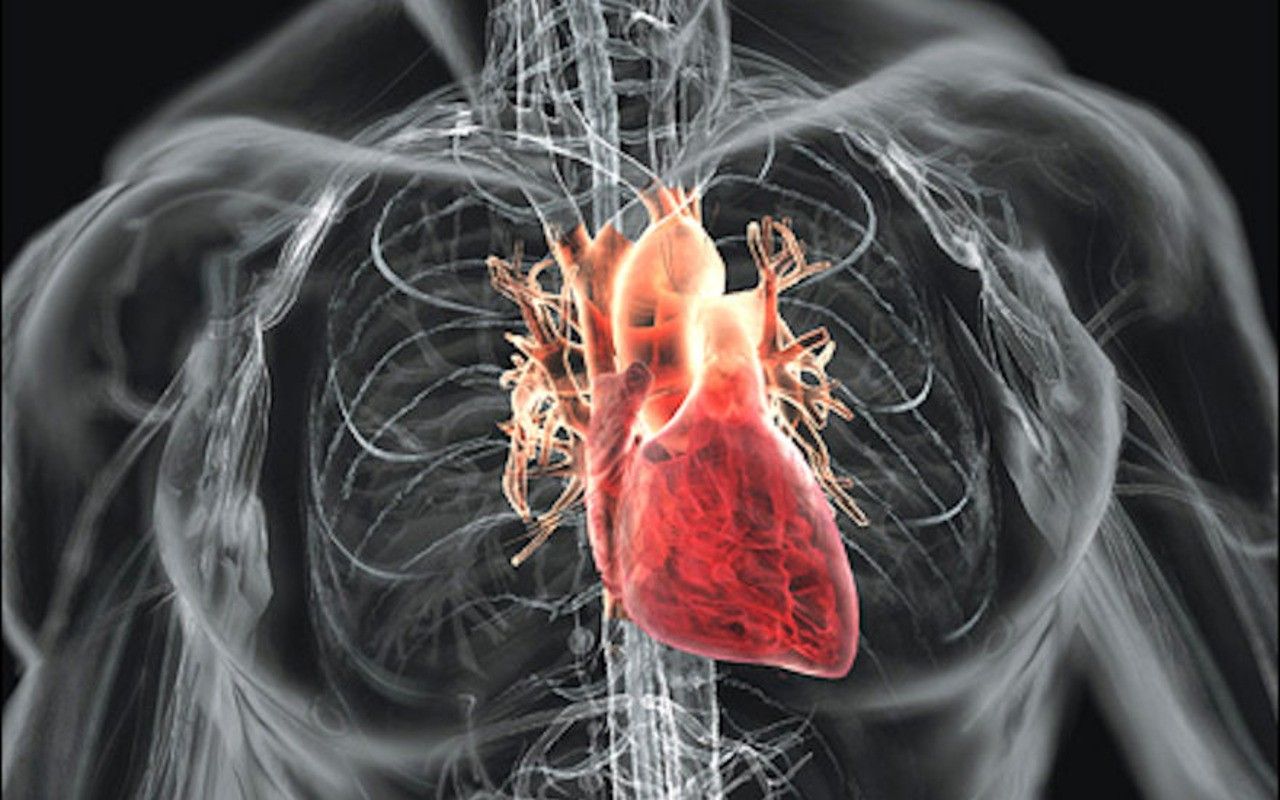 Download Anatomy Hearts Wallpaper 1280x800