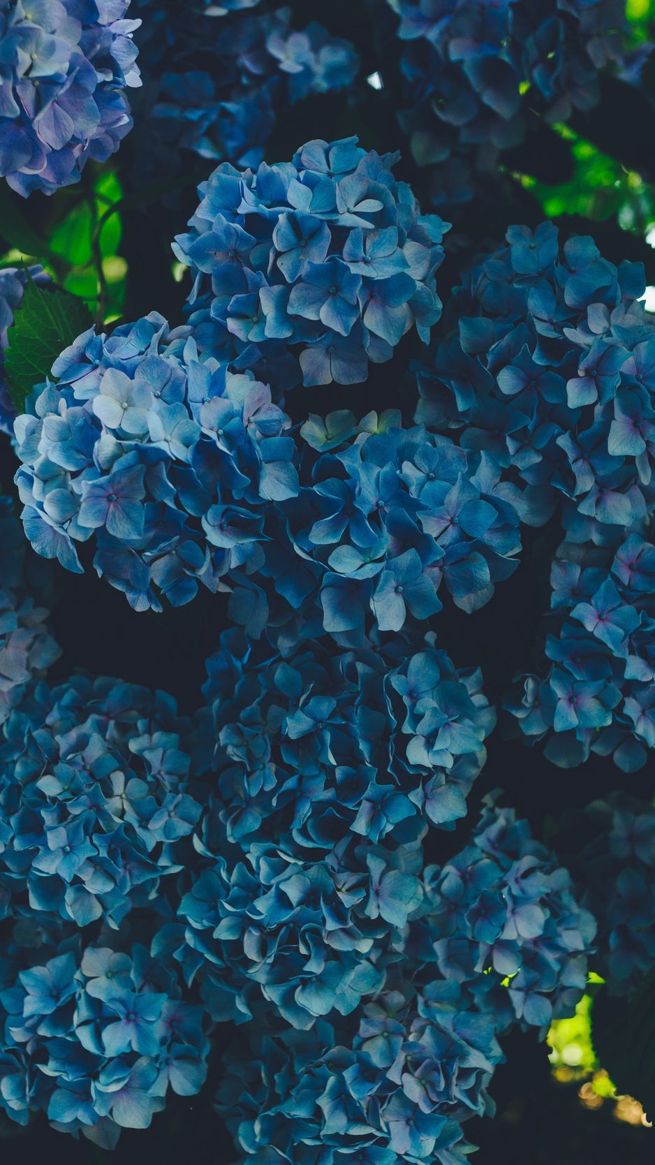 Download wallpaper 938x1668 hydrangea, blue, inflorescence, petals