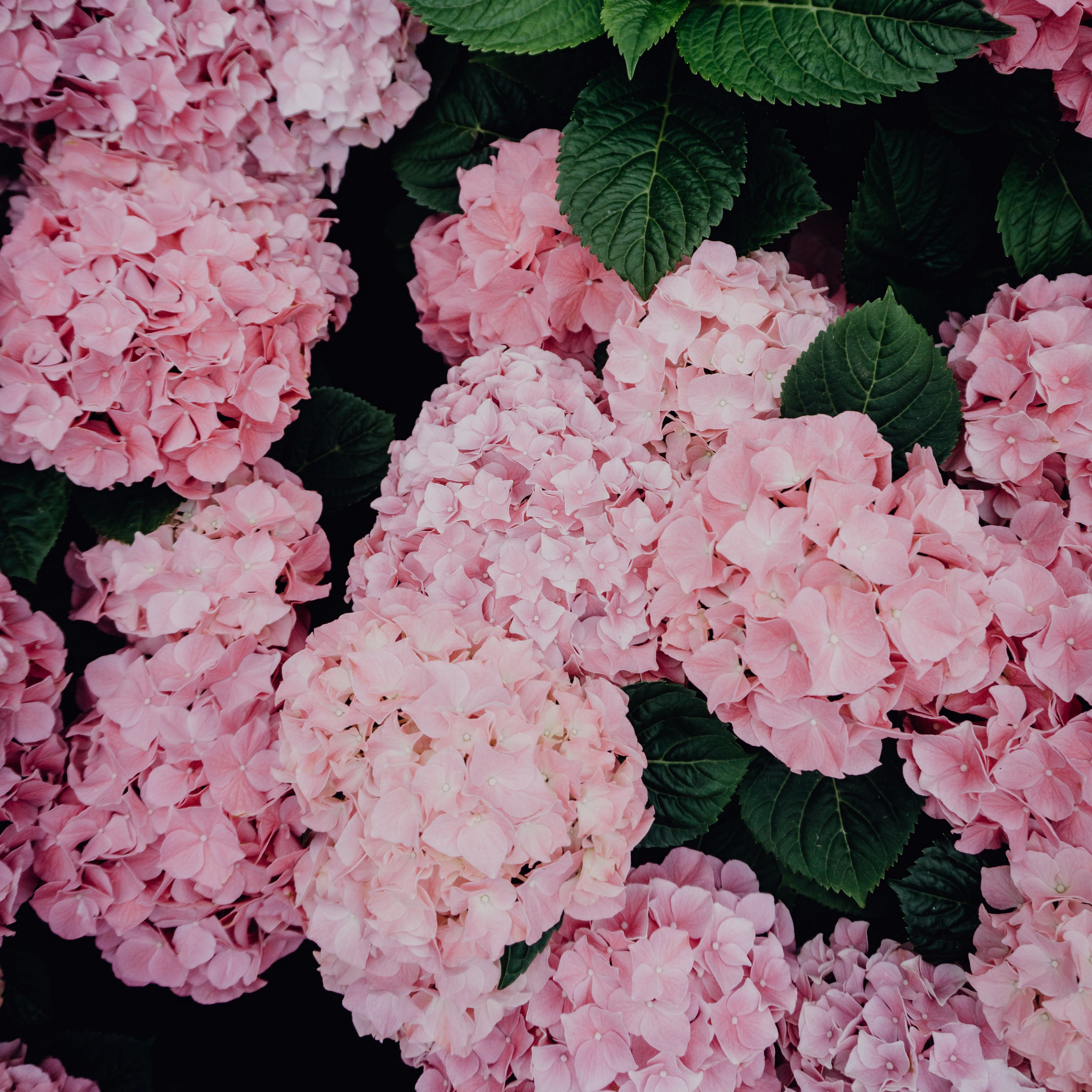 Download wallpaper 3415x3415 hydrangea, flowers, pink
