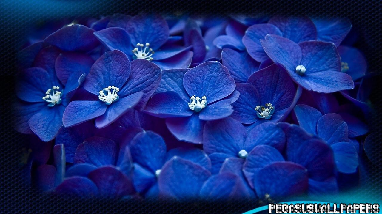 Hydrangea Wallpaper for Android