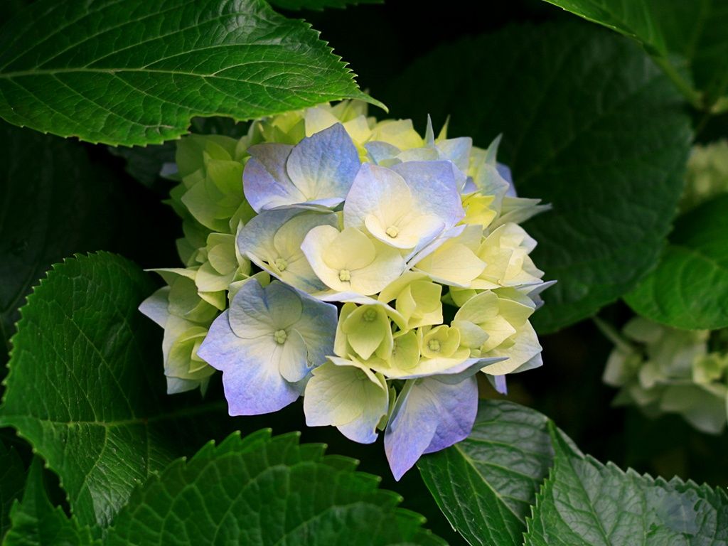 hydrangeas flower 7 Vista & XP Picks Wallpaper 27753129