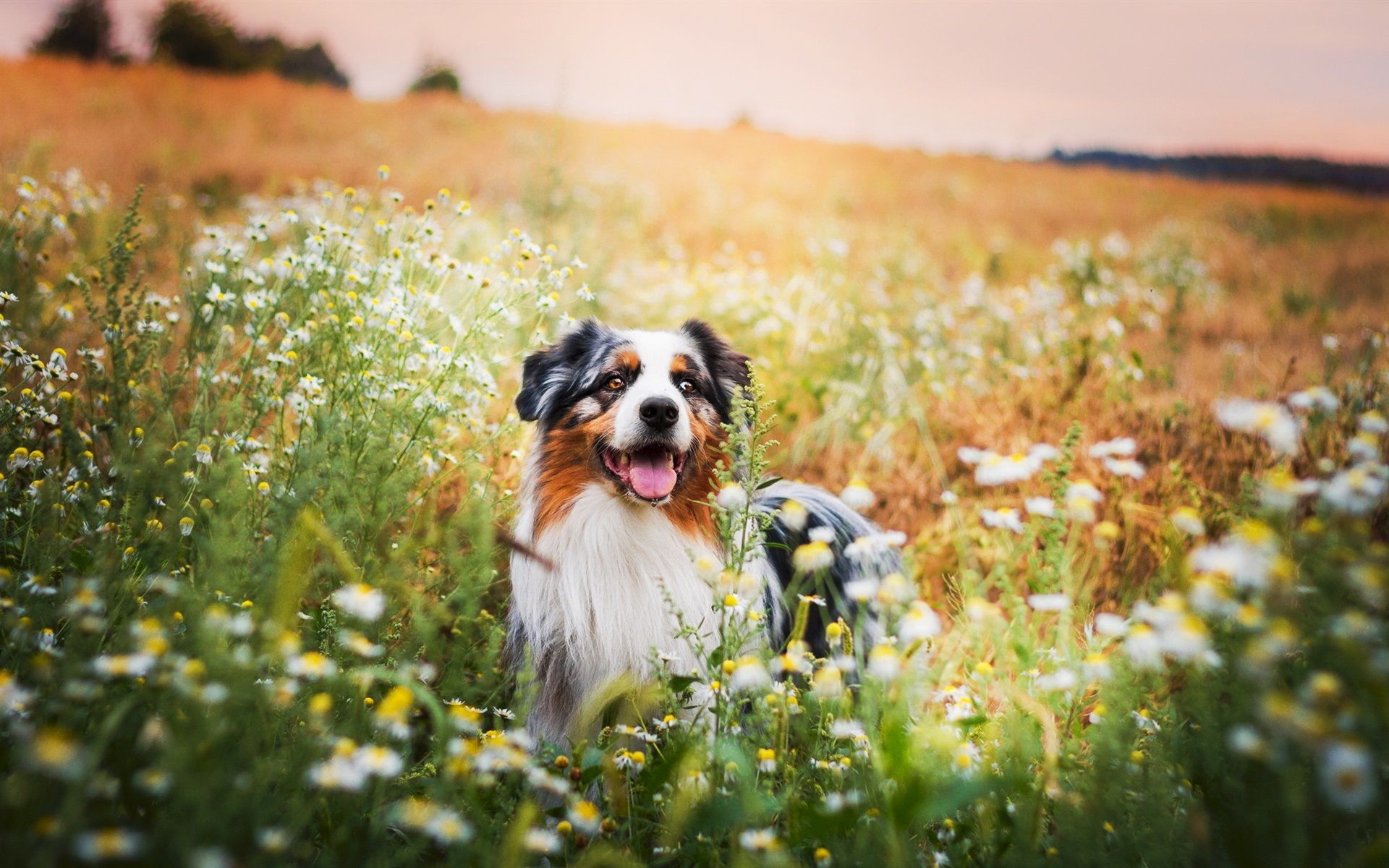 Wallpaper Summer, dog, wildflowers 1920x1200 HD Picture, Image