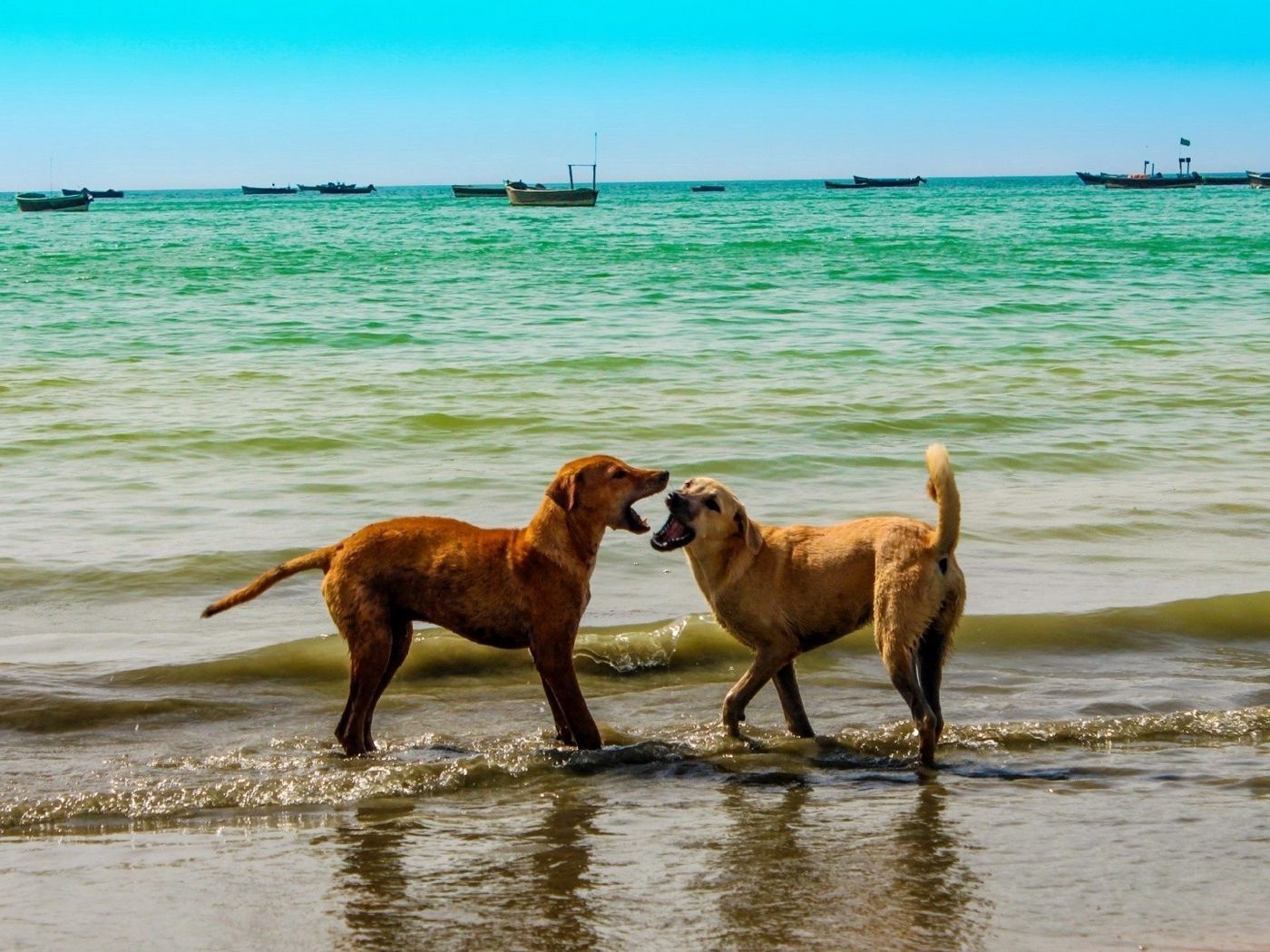 Download wallpaper 1400x1050 dogs, sea, playful, sky, summer