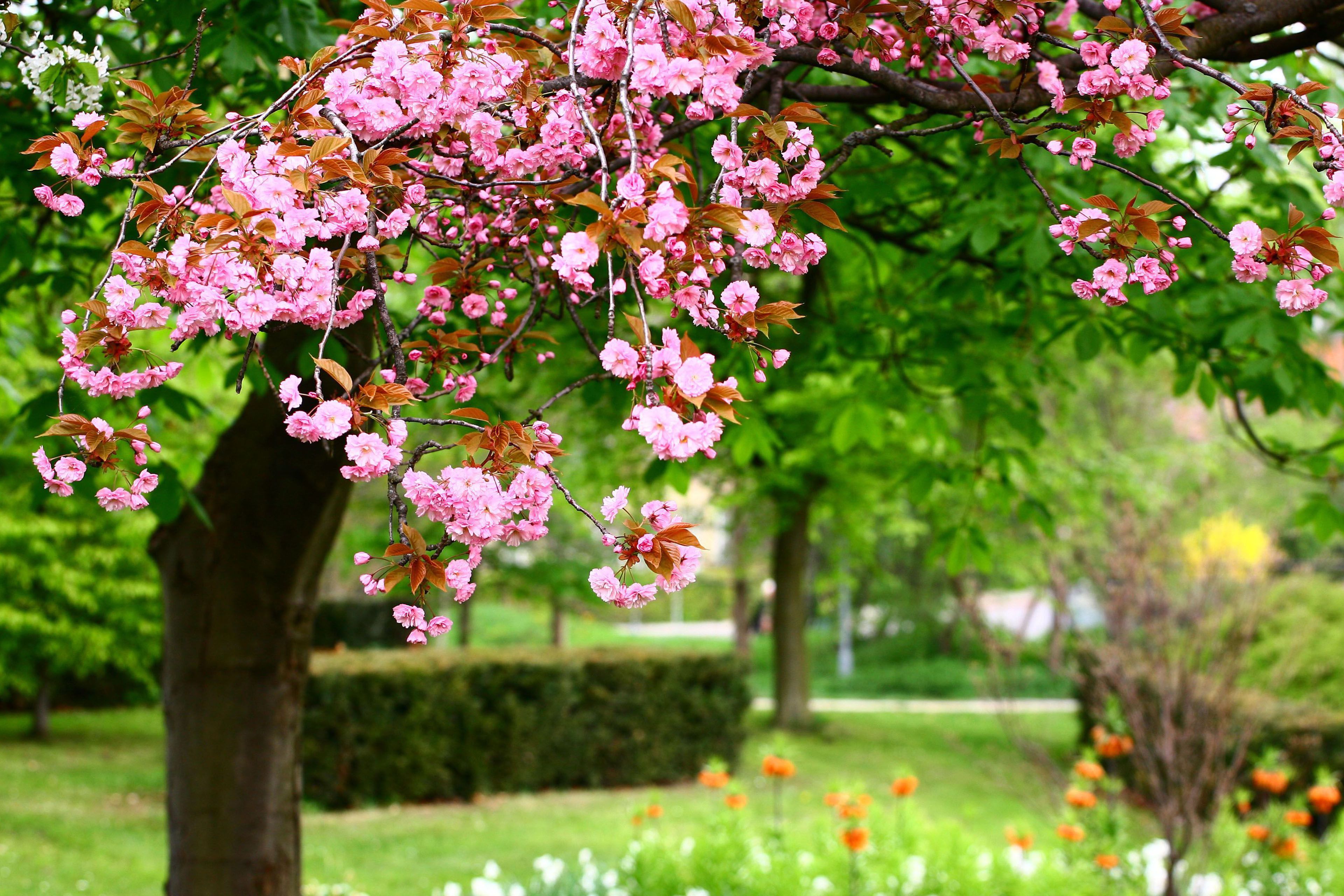 Flower Garden blossoms wallpaperx2560