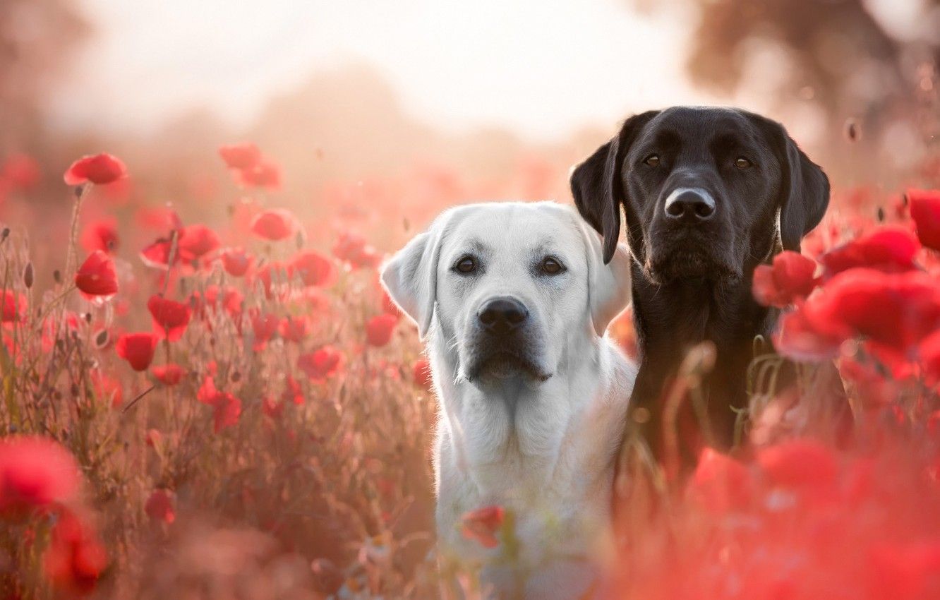 Wallpaper field, dogs, white, summer, look, flowers, mood, glade