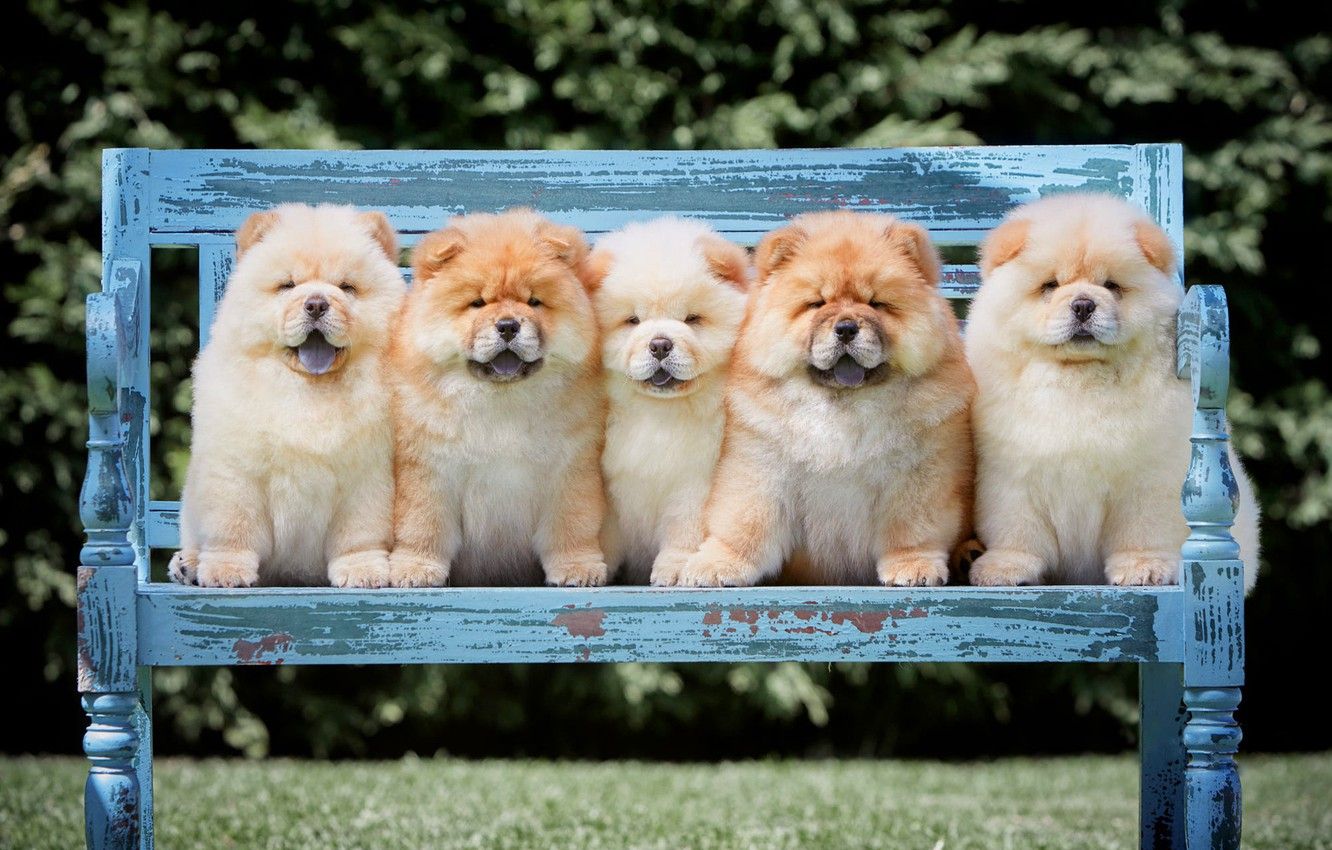 Wallpaper language, dogs, summer, bench, branches, nature, pose, Park, lawn, puppies, shop, puppy, fluffy, kids, company, friends image for desktop, section собаки