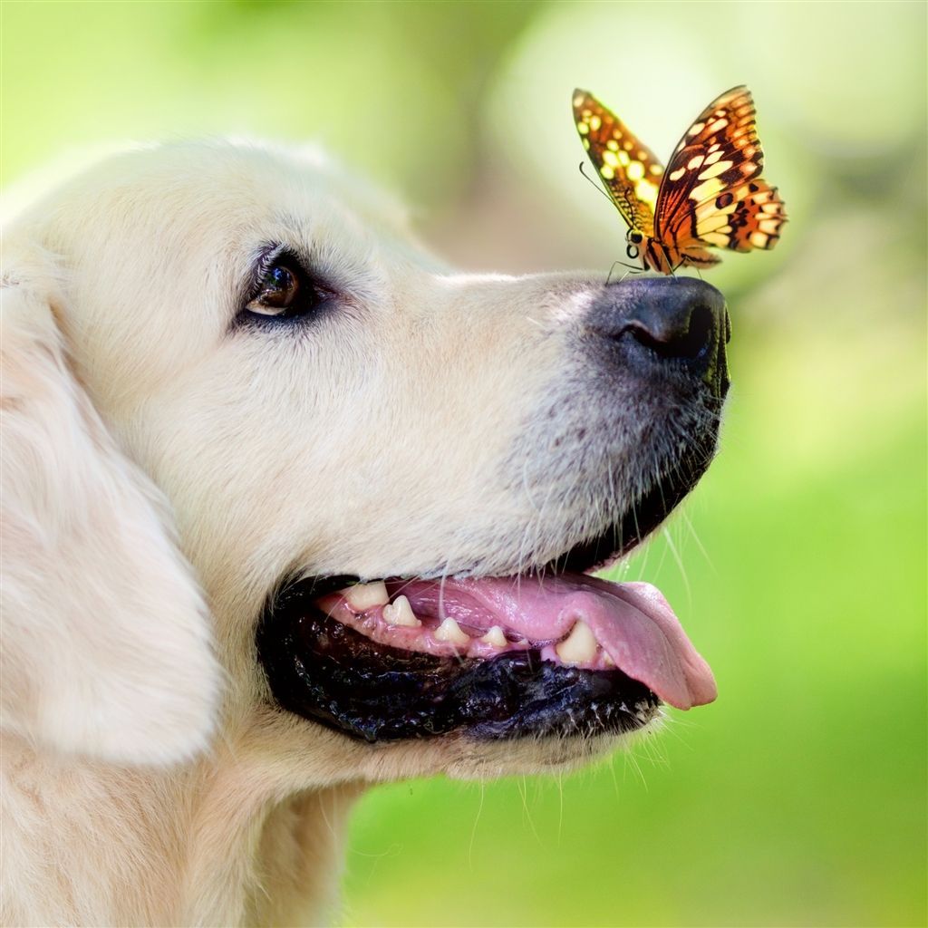 Dog Muzzle Butterfly Tongue Sticking Out Spring Summer #Retina #iPad #Air # wallpaper. Dog muzzle, Dog wallpaper, Labrador dog