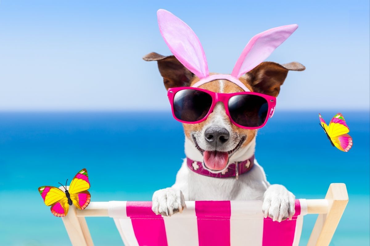 Happy dog, Nice summer and sunshine!!. Funny animal