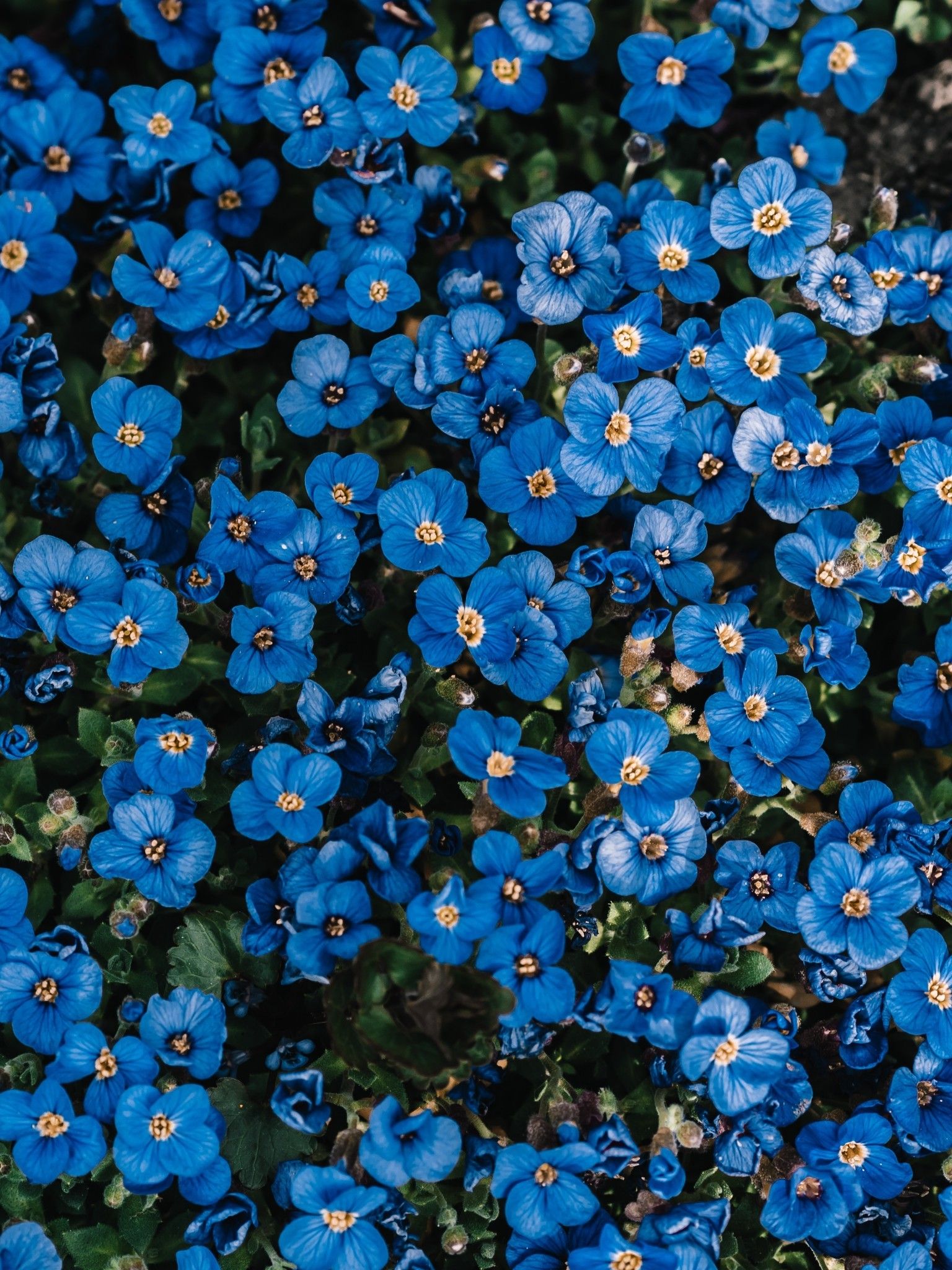 Download 1536x2048 Blue Flowers, Petals, Bloom, Botanical Garden