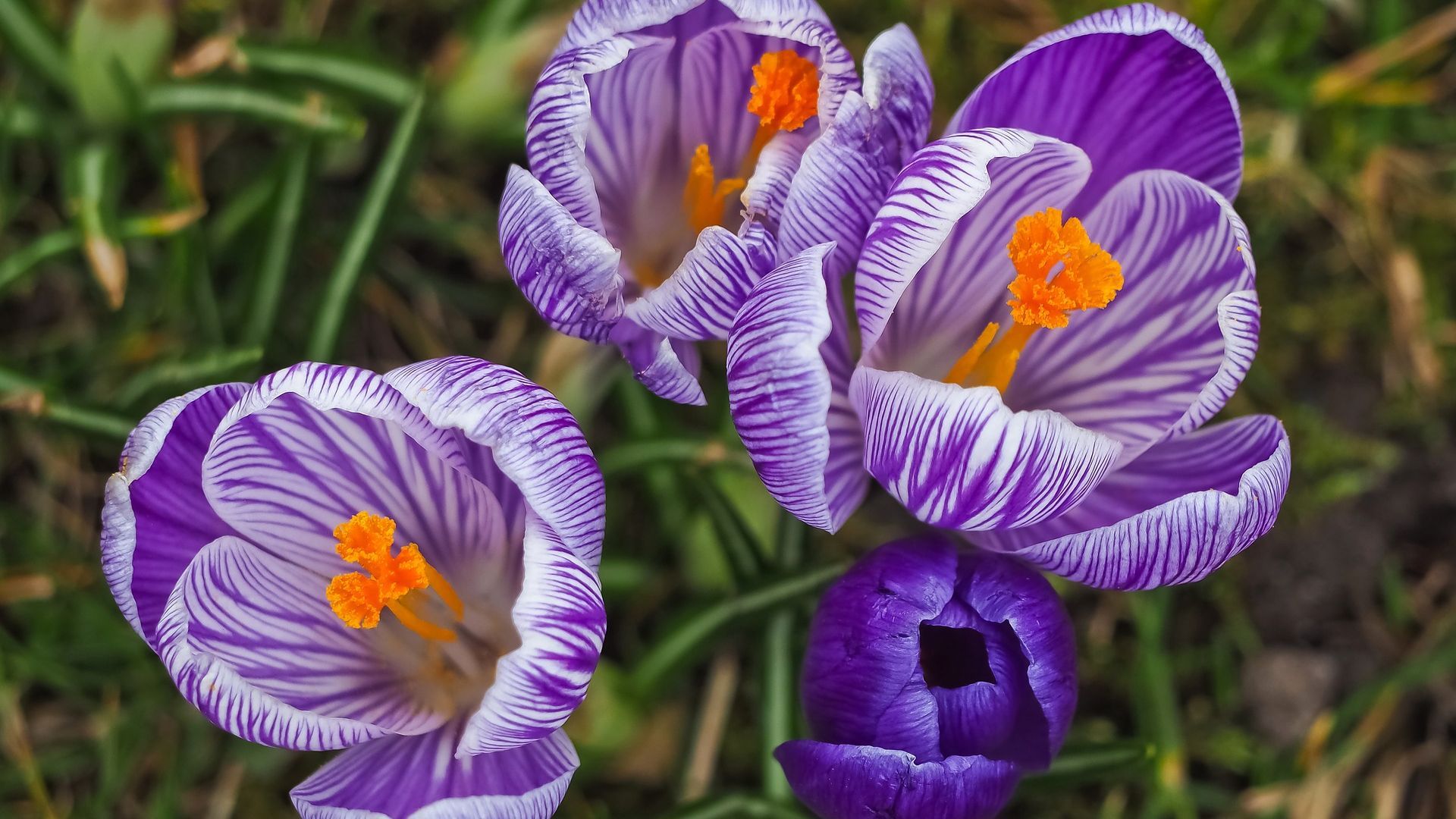 Garden Flowers Wallpaper