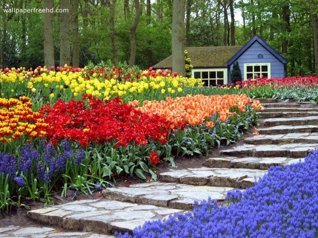 Beautiful Flowers Wallpaper: Amazing Garden Flowers Wallpaper