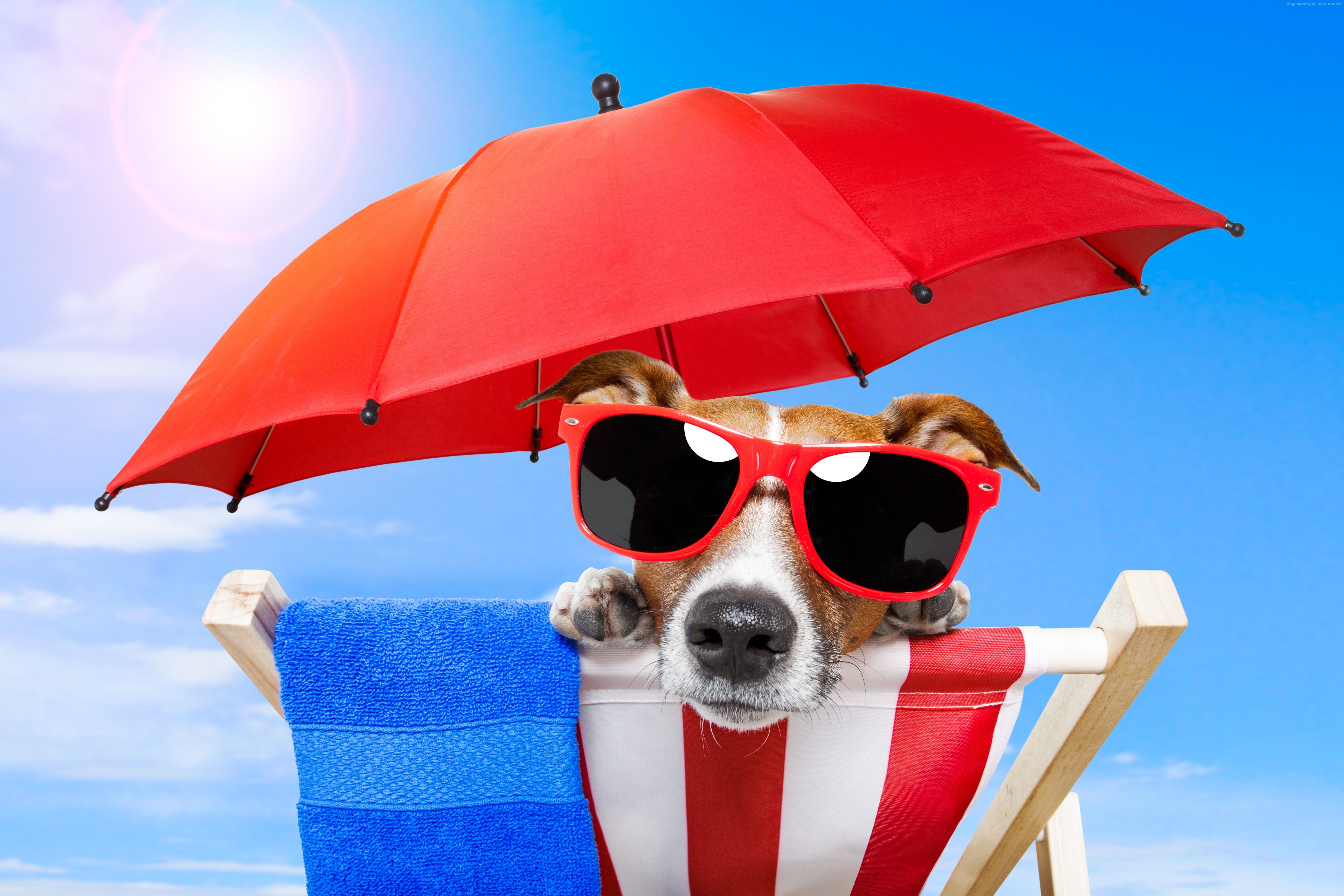 Hot summer days at the beach dog with sunglasses