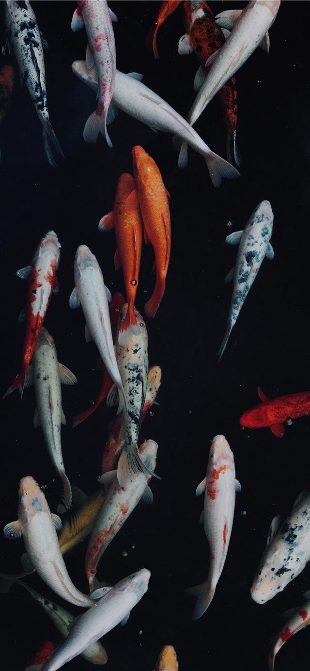 white and orange koi fish iPhone X Wallpaper. Fish wallpaper