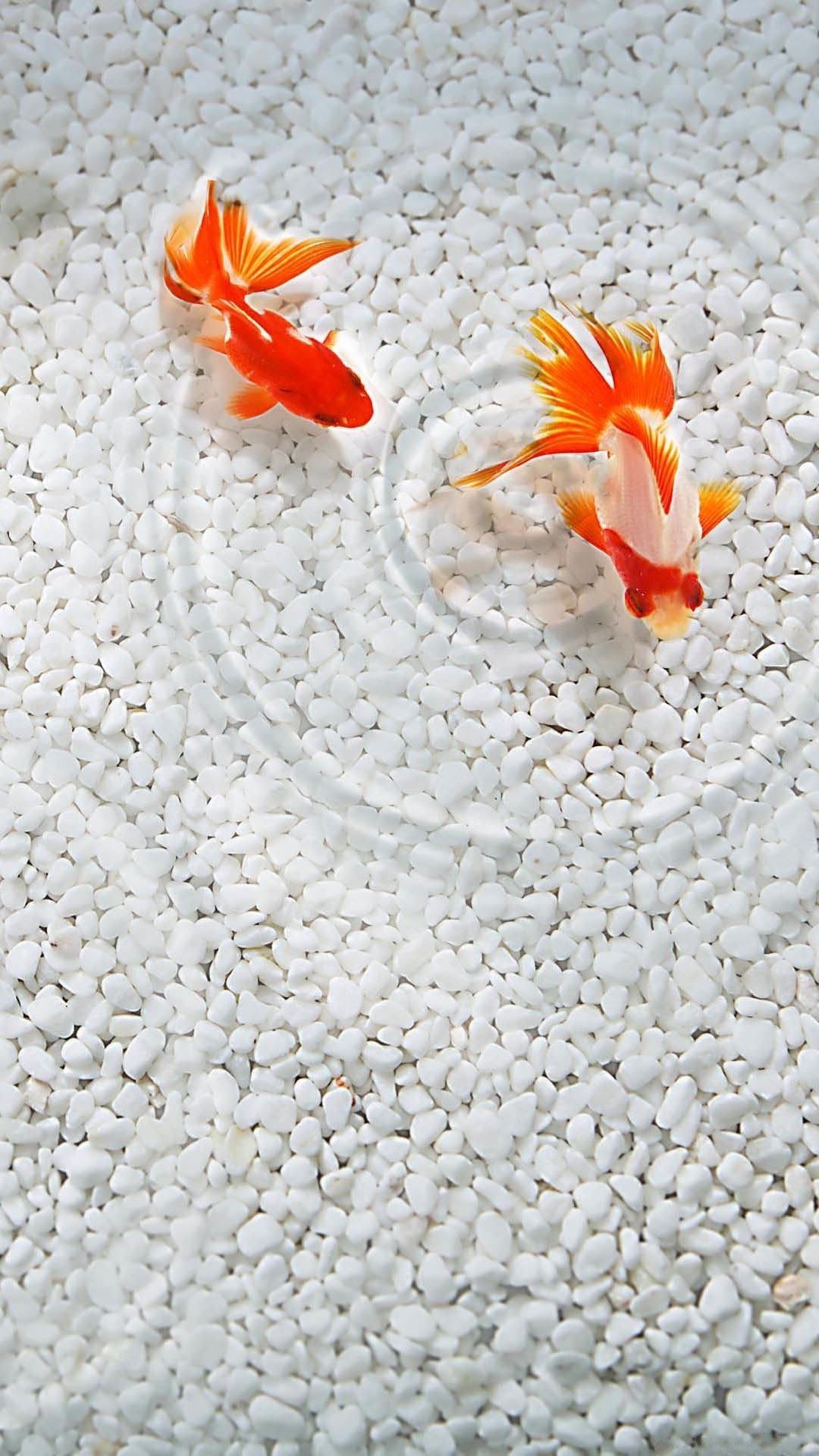 Cute Realistic Gold Fish iPhone Wallpaper. Tap to see more