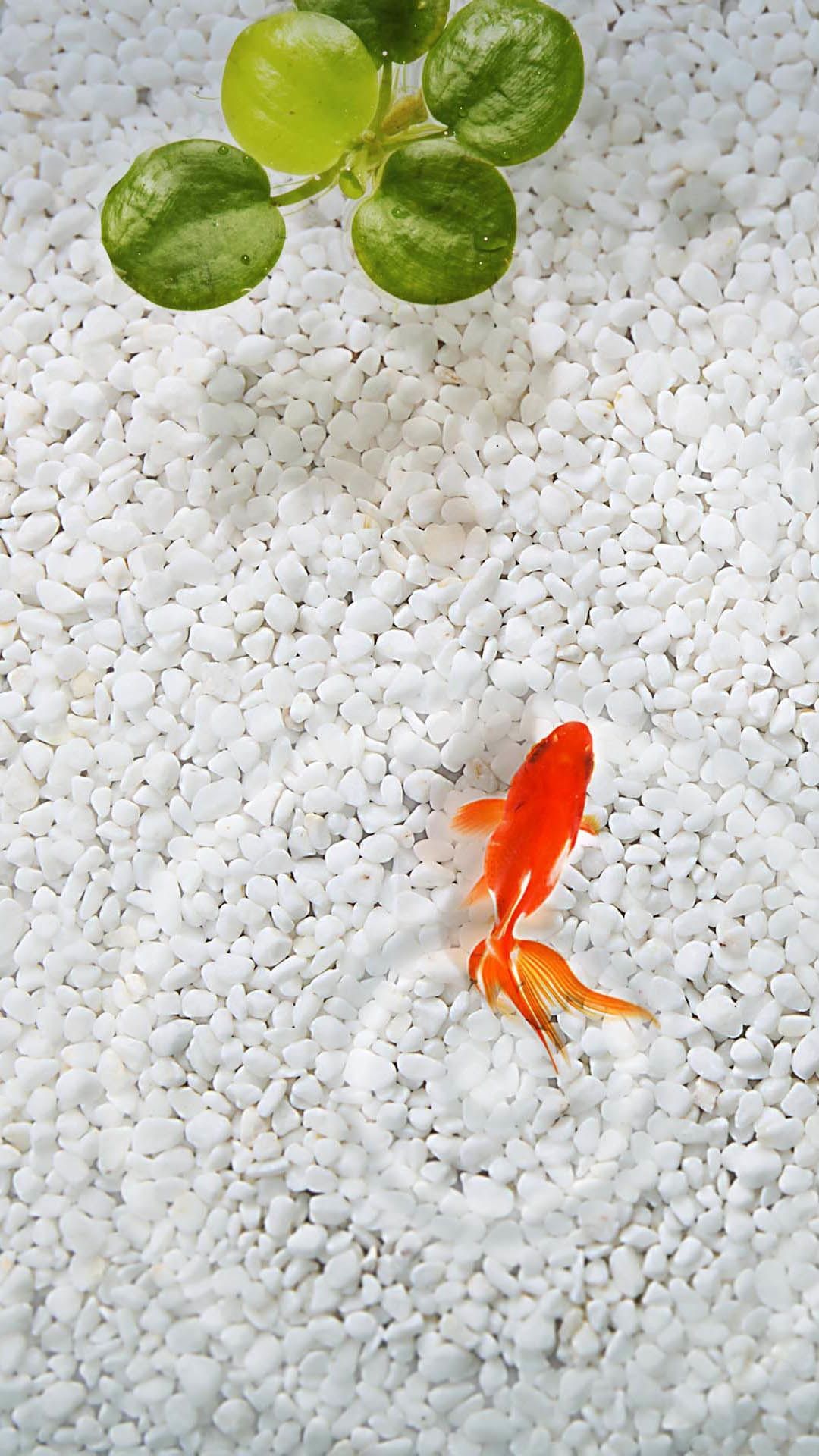 Orange Fish White Stone Aquarium iPhone 6 Plus HD Wallpaper. 金魚