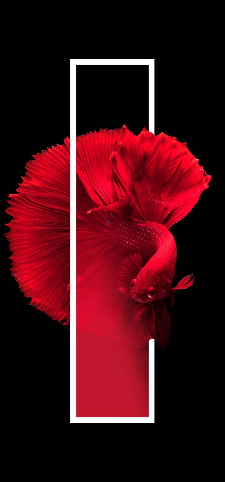 Red Fish Black Background Minimal Wallpaper - [720x1544]