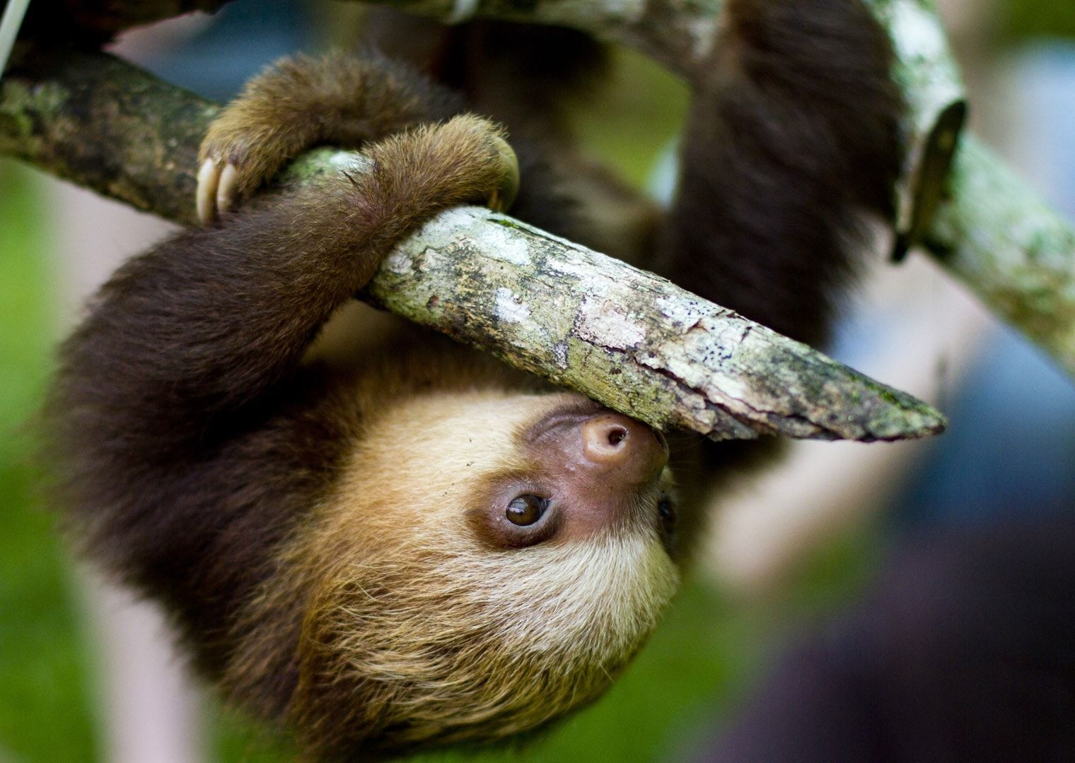 sloth baby