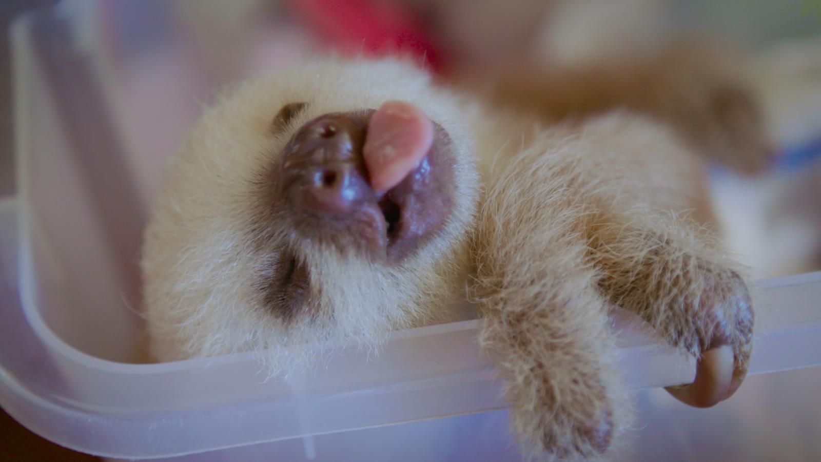 It's International Sloth Day. so you have an excuse to be lazy