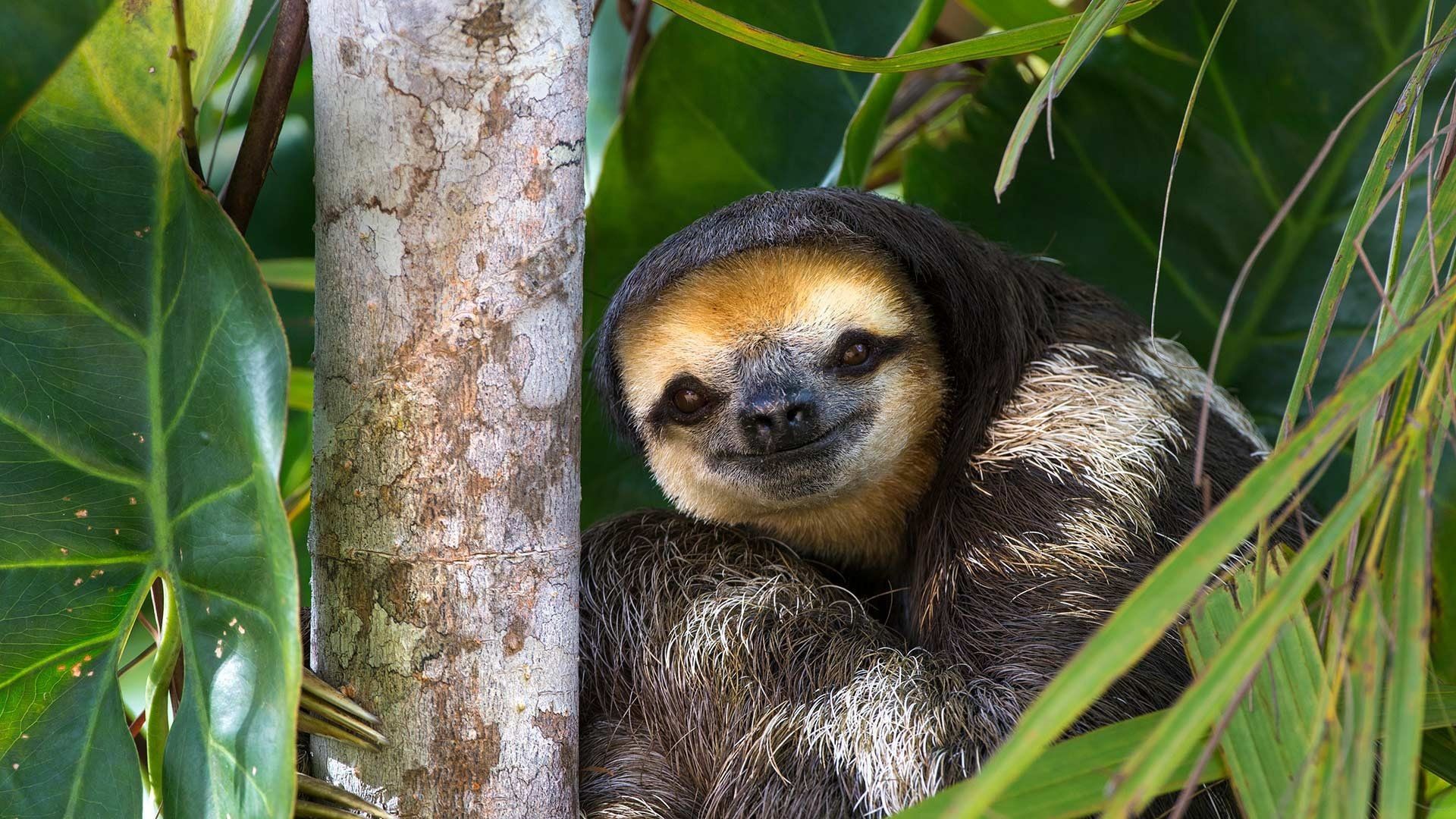 Baby Sloth HD Wallpaper