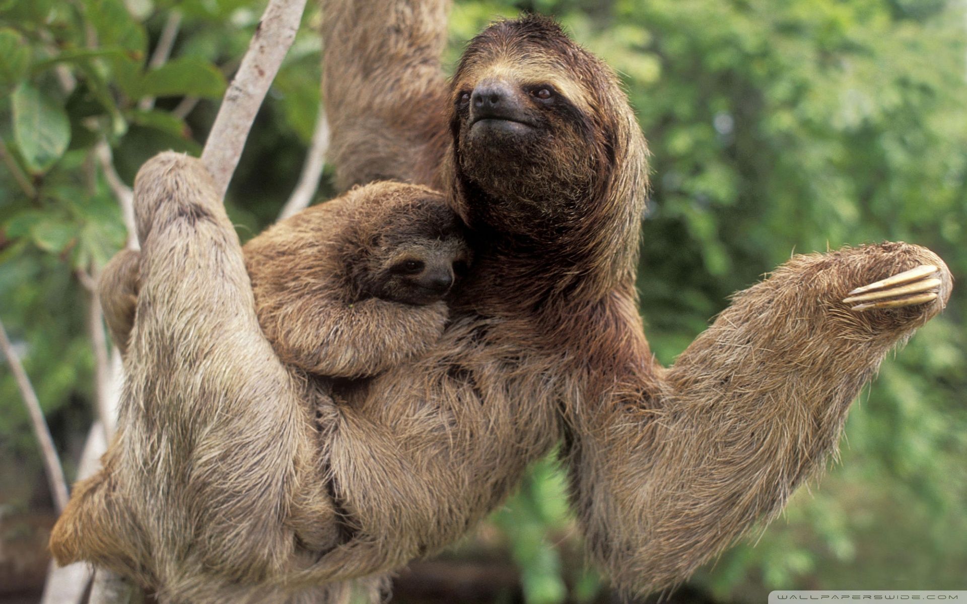 Three Toed Sloth with baby [1920 x 1200]