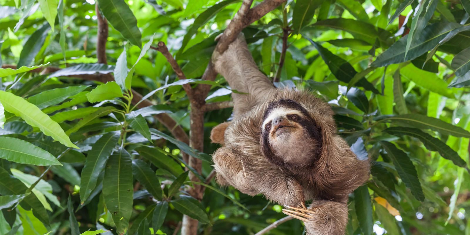 baby sloths wallpaper app