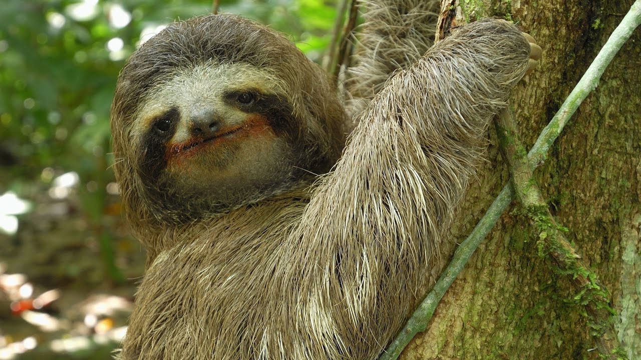 Three Toed Sloth: The Slowest Mammal On Earth. Nature On PBS