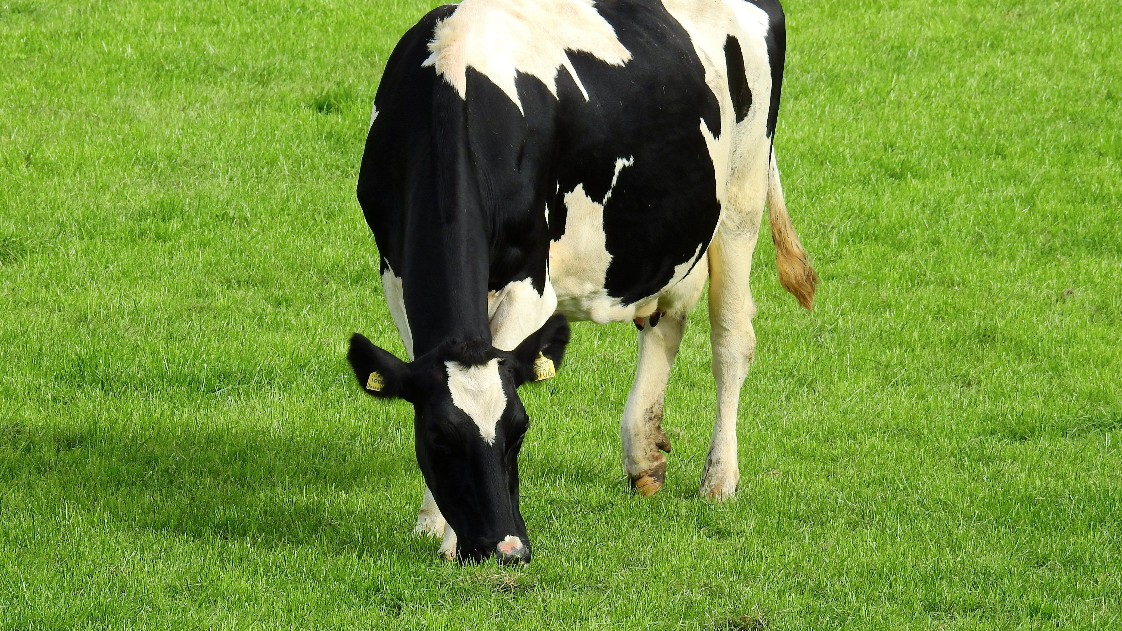 Holstein Cow HD Desktop Wallpaper - گاو هلشتاین