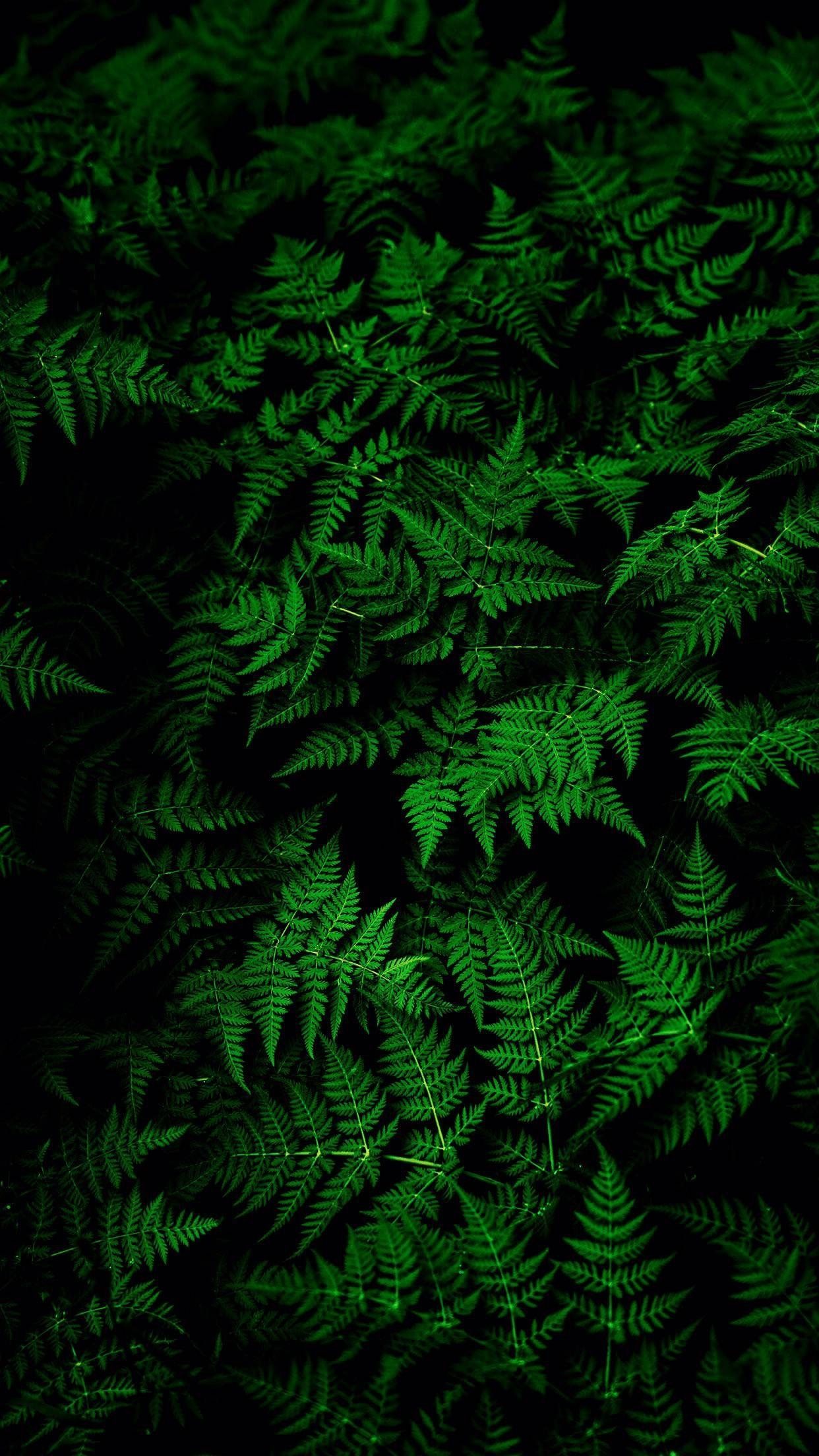 Awesome iPhone 8 or iPhone X Wallpaper. Green leaf wallpaper