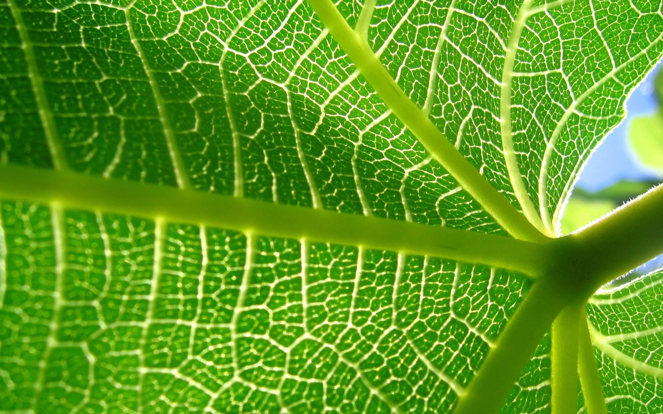 Nature Cell Biology Widescreen 2 HD Wallpaper. Leaves, Leaf