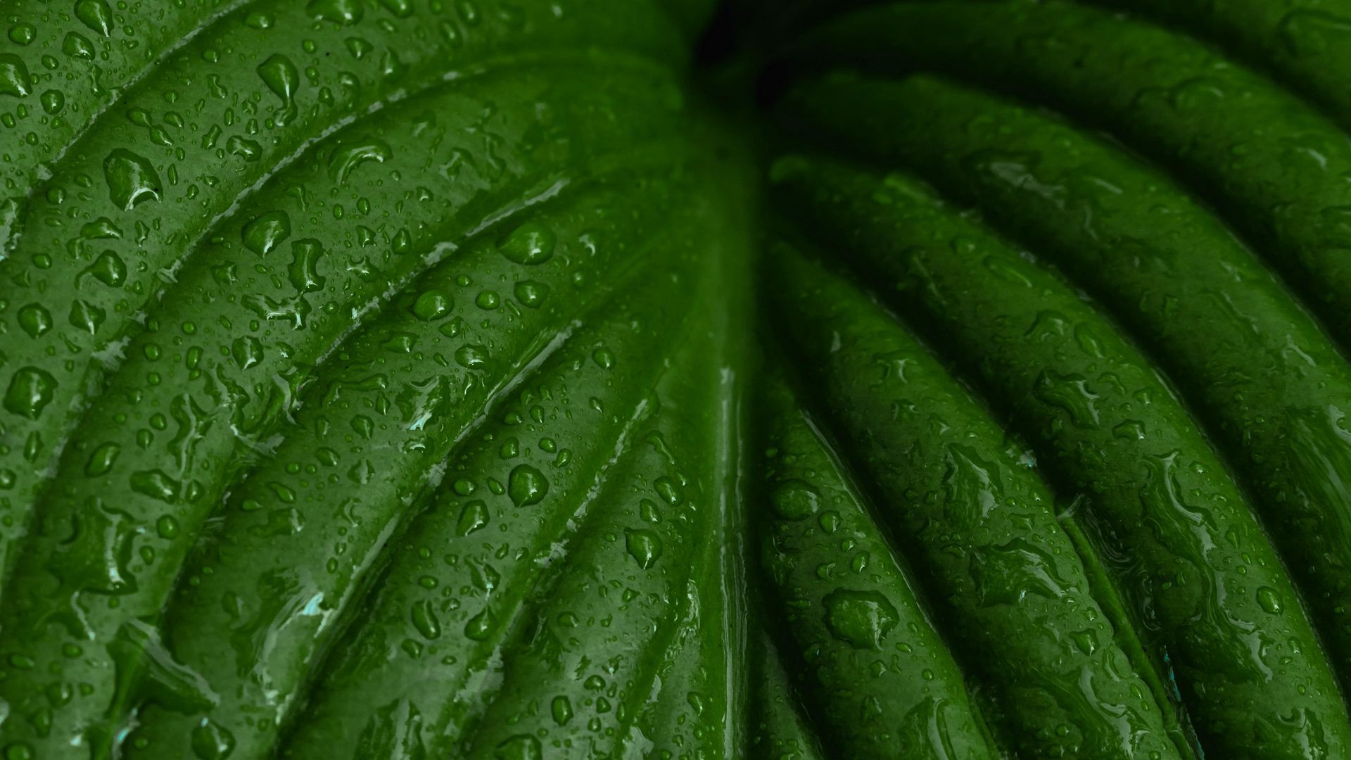 Download wallpaper 1920x1080 leaf, macro, drops, plant full HD