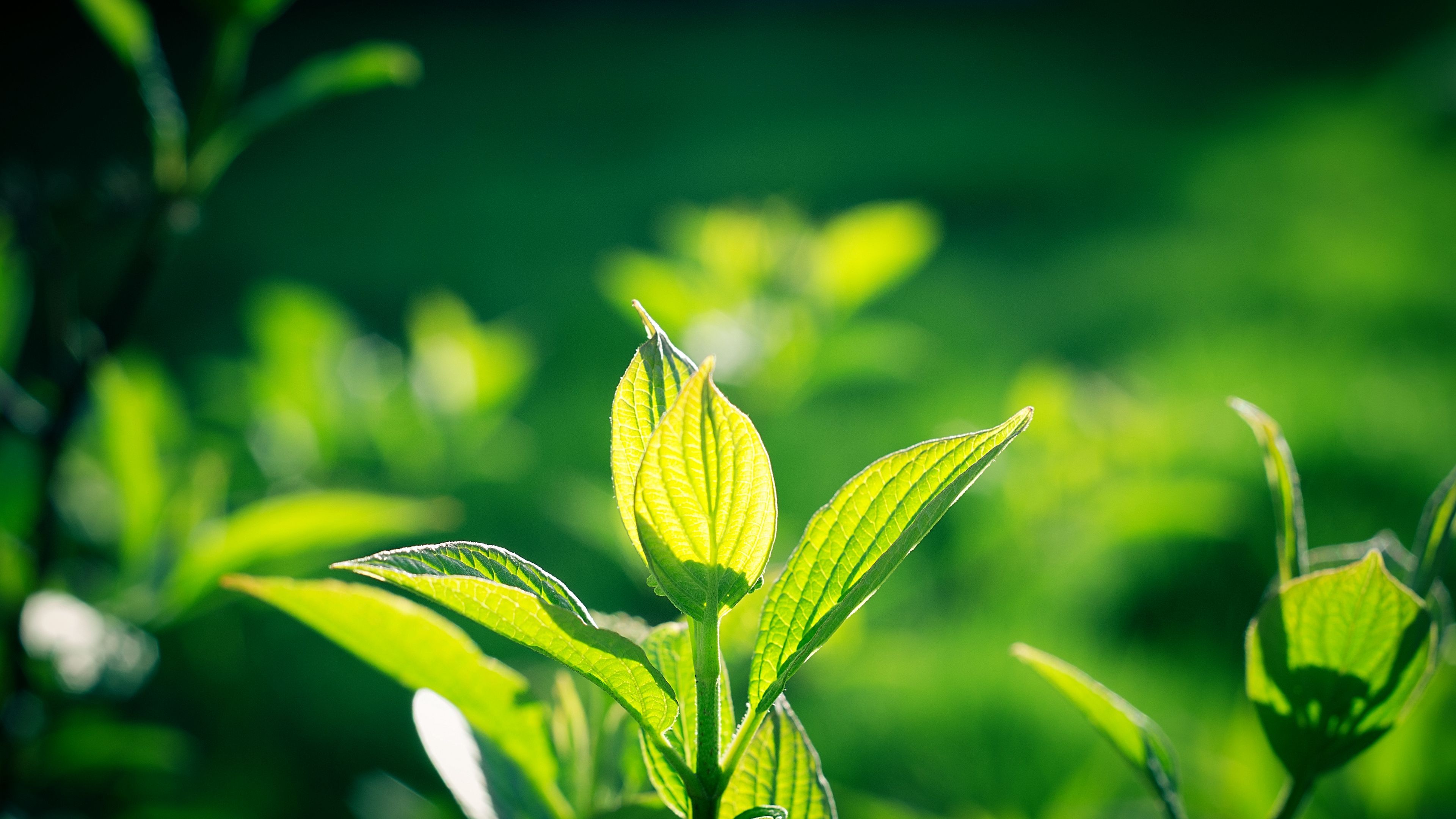 Download wallpaper 3840x2160 leaves, macro, plant 4k uhd 16:9 HD