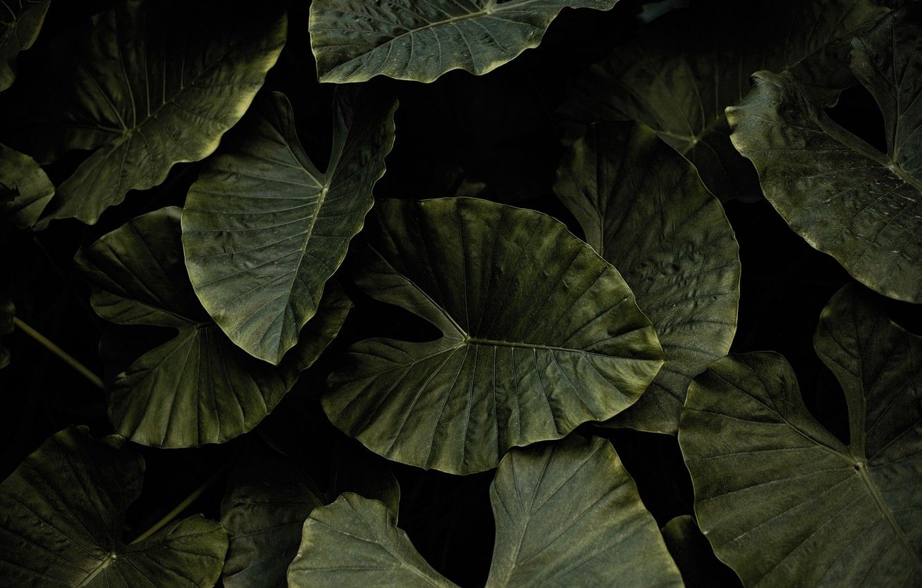 Wallpaper green, nature, leaves, macro, plant, 4k ultra HD