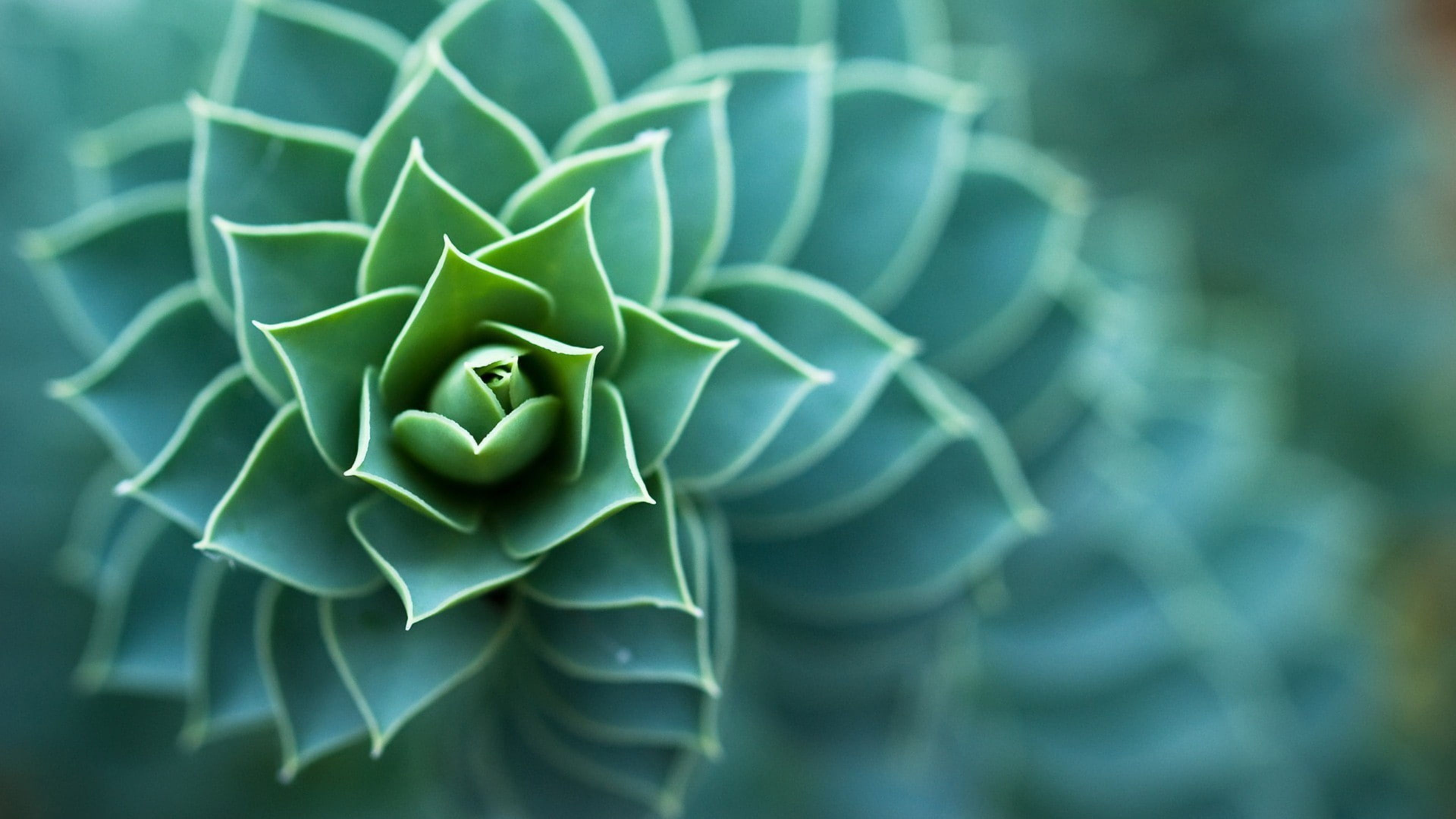 Macro Plants Succulent Depth Of Field Nature Leaves 4K HD