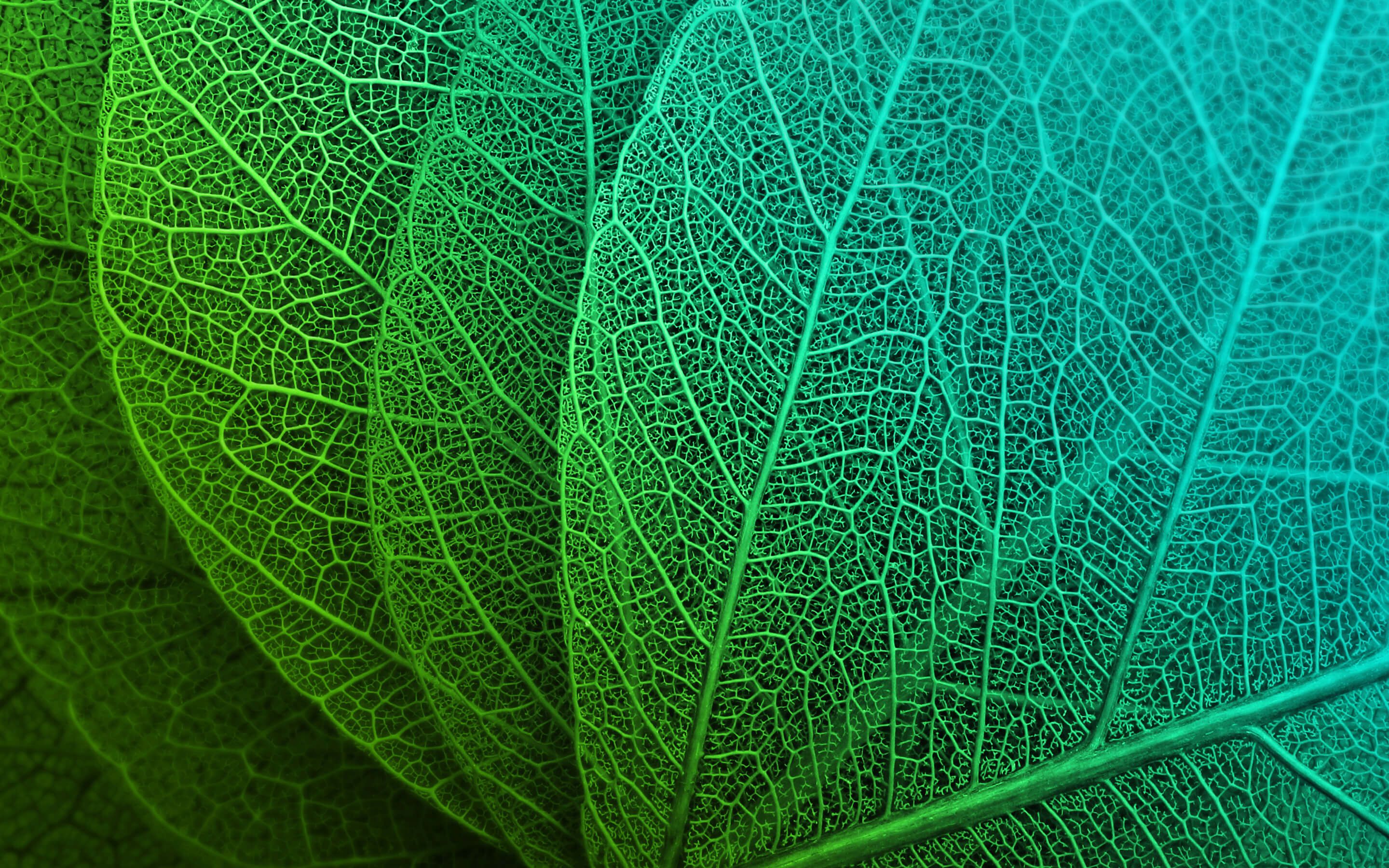 Leaf Macro Stock, HD Nature, 4k Wallpaper, Image, Background