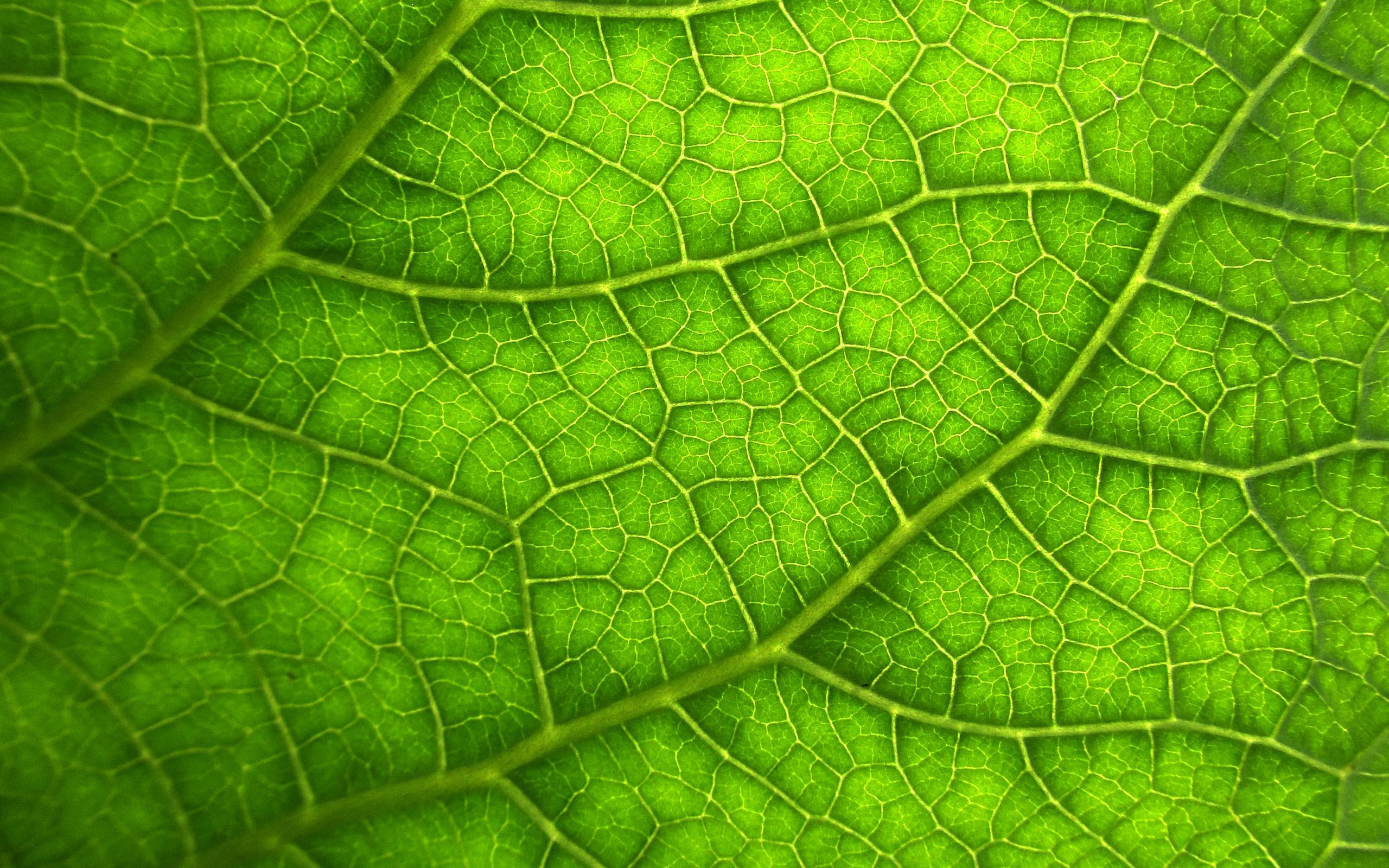 Macro 4K wallpaper for your desktop or mobile screen free and easy to download