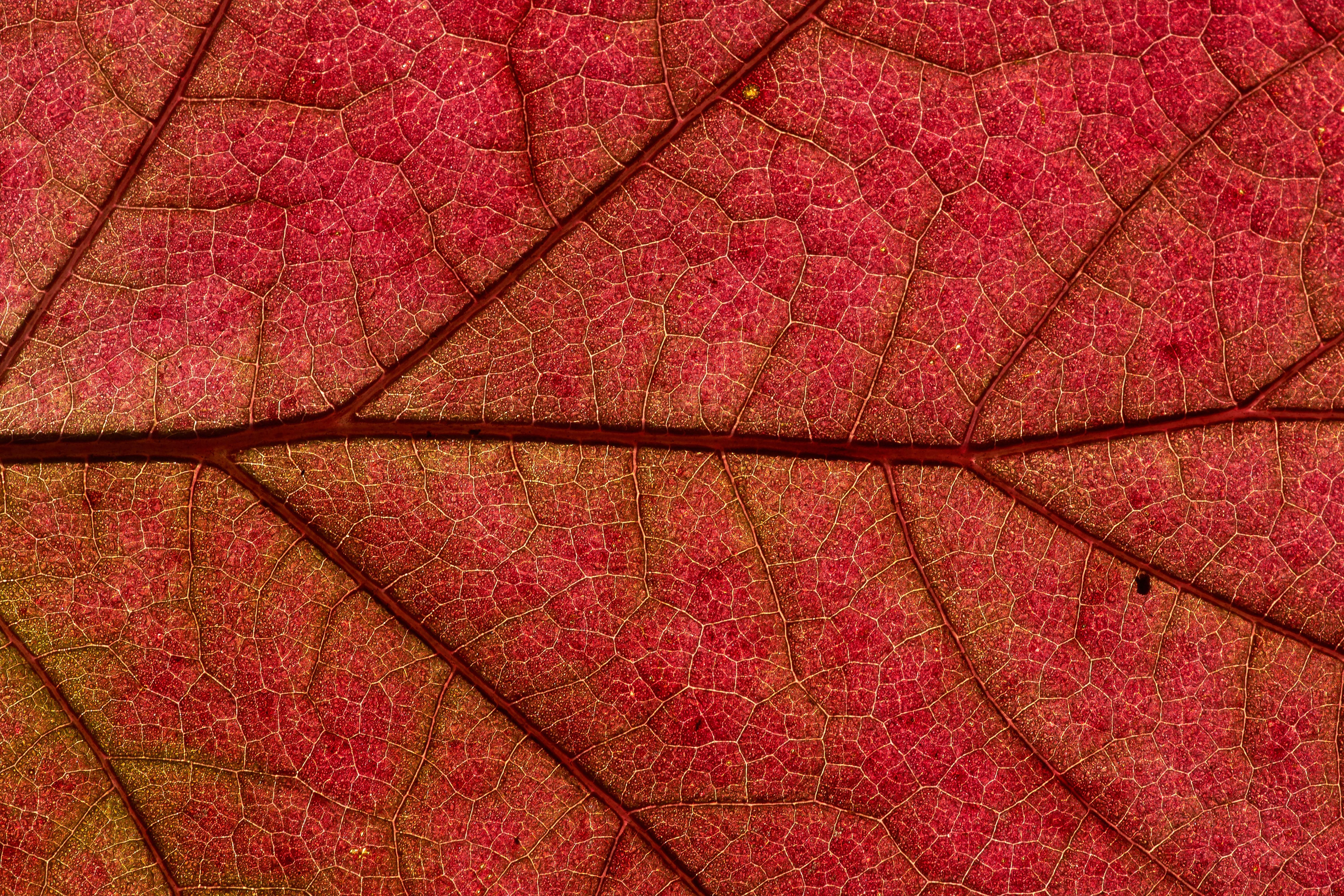 wallpaper leaf, macro, red, plant HD, Widescreen