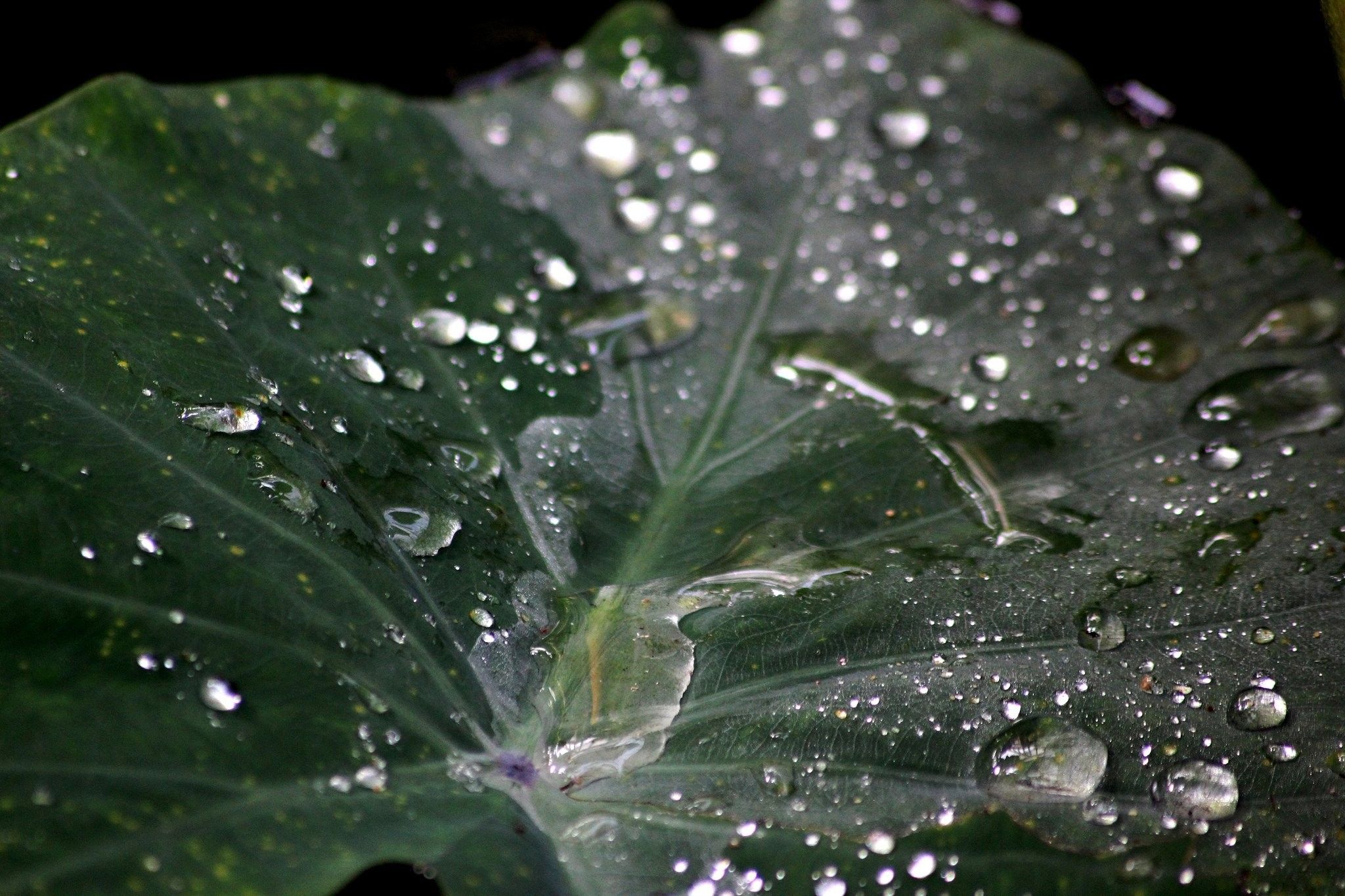 Tree, Nature, Download HD Wallpaper, High Definition, Branch