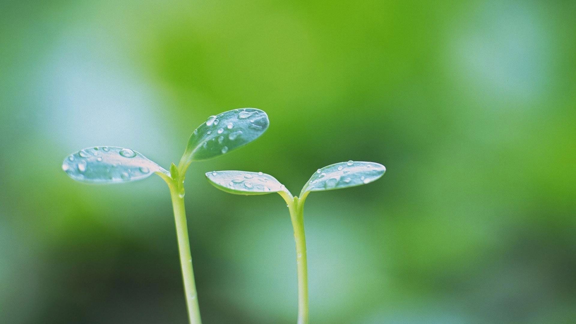 hd pics photo very attractive new born plant leaves water drops macro nature HD quality desktop background wal. Water drop on leaf, Plant wallpaper, Plant leaves