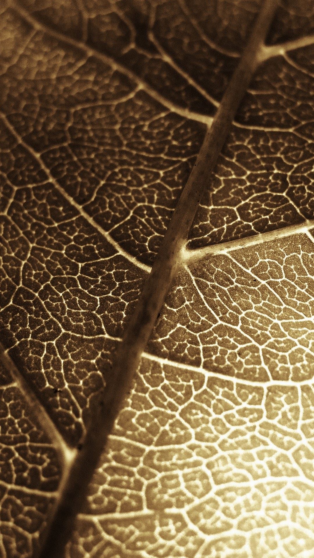 Brown Leaf Macro Photo iPhone 6 Plus HD Wallpaper HD