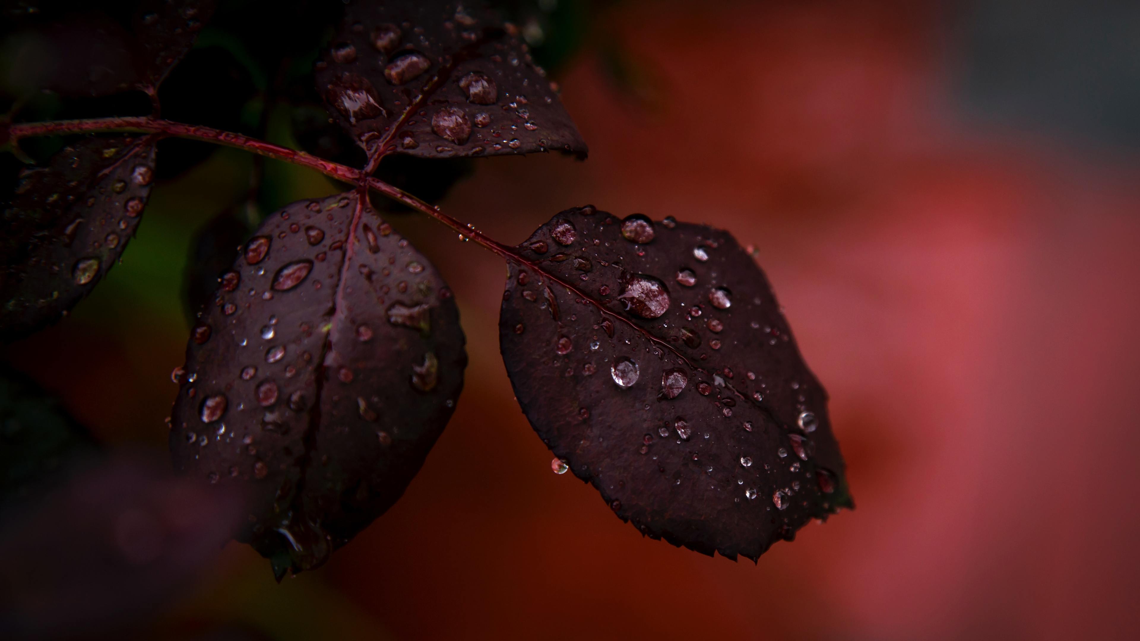 Wallpaper 4k Red Leaf Droplets Dewdrops Macro Rain 4k 4k