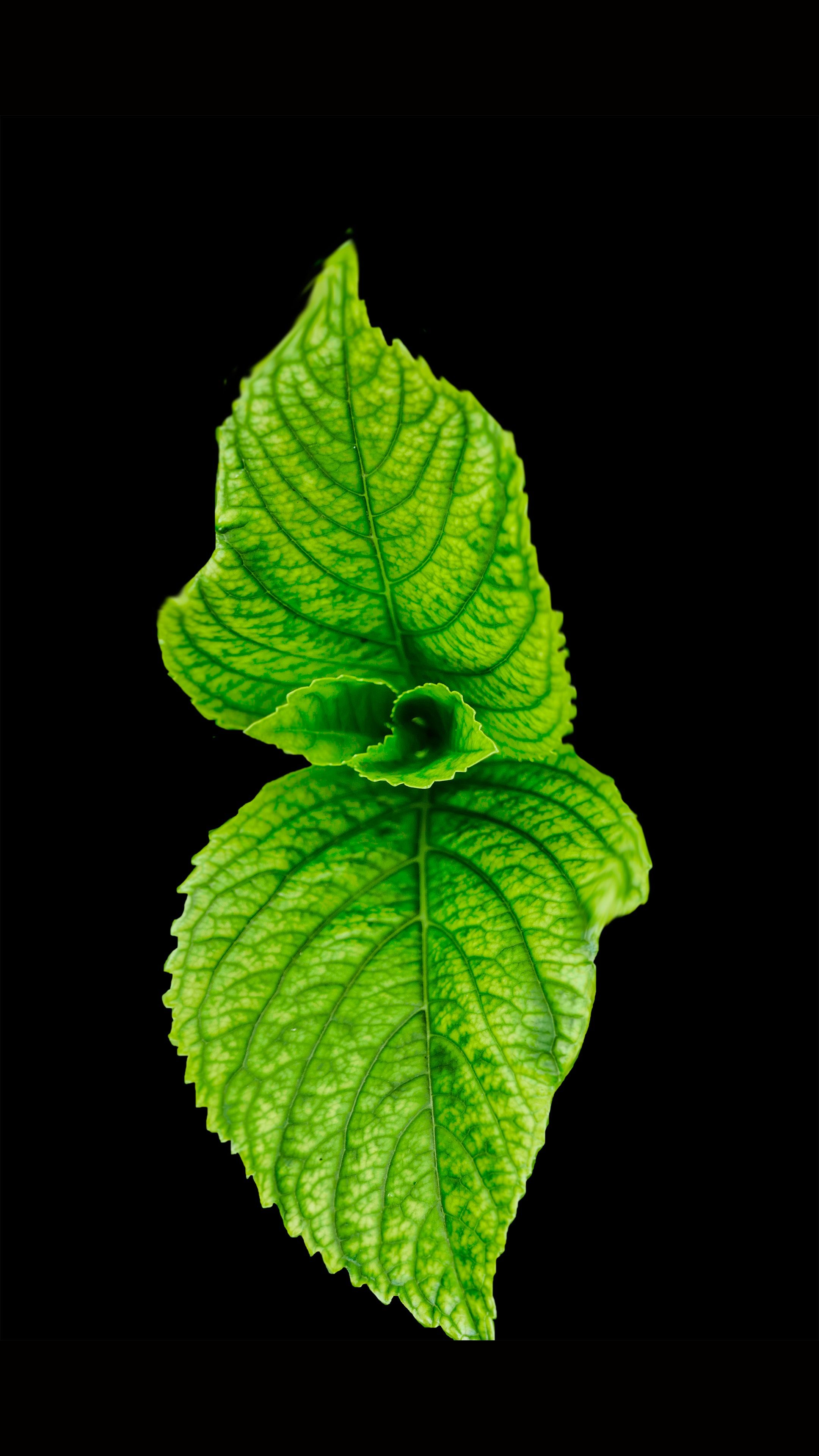 Free photo: Green Leaf, HD wallpaper, Studio