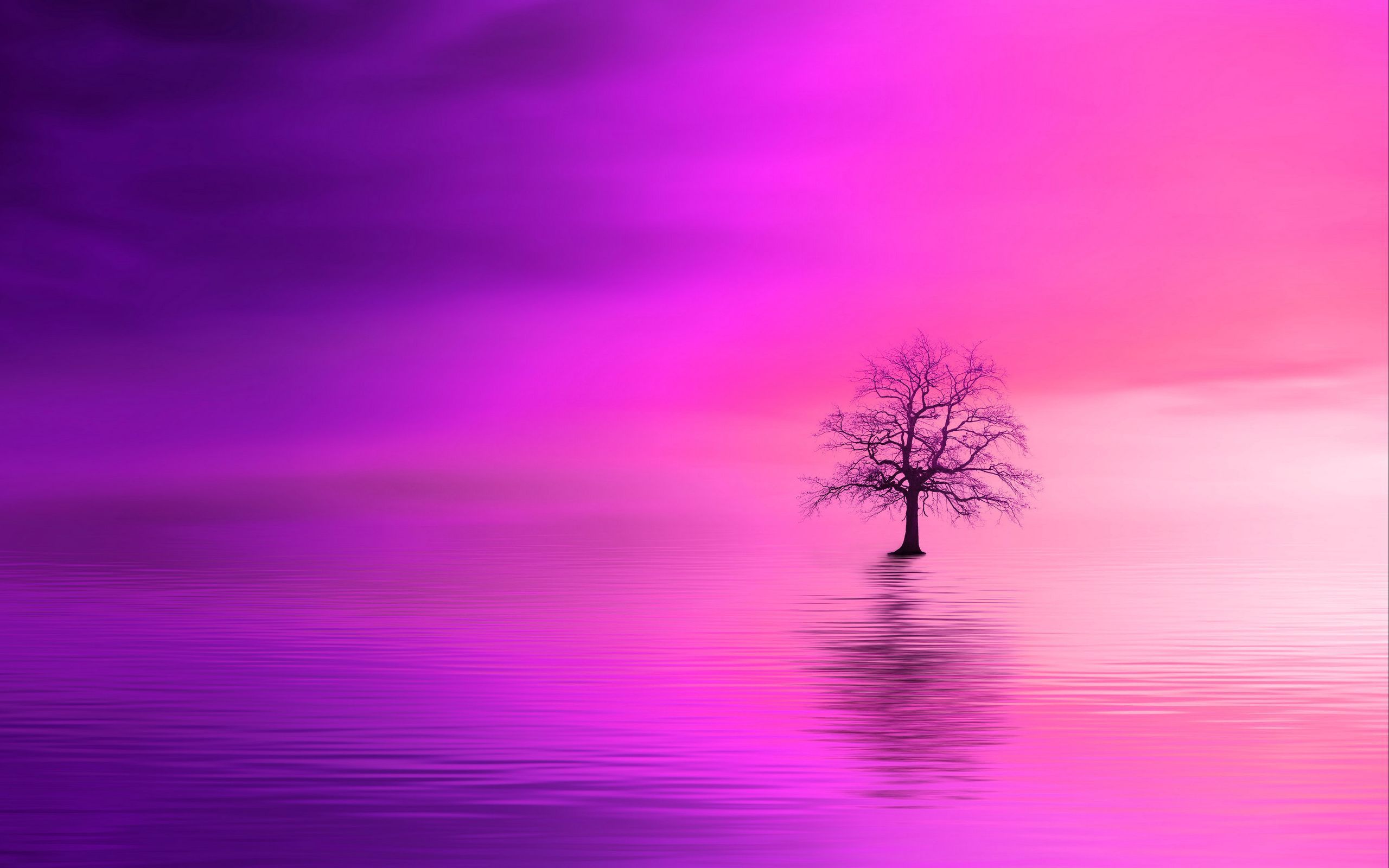 Download wallpaper 2560x1600 tree, pink, horizon, lonely