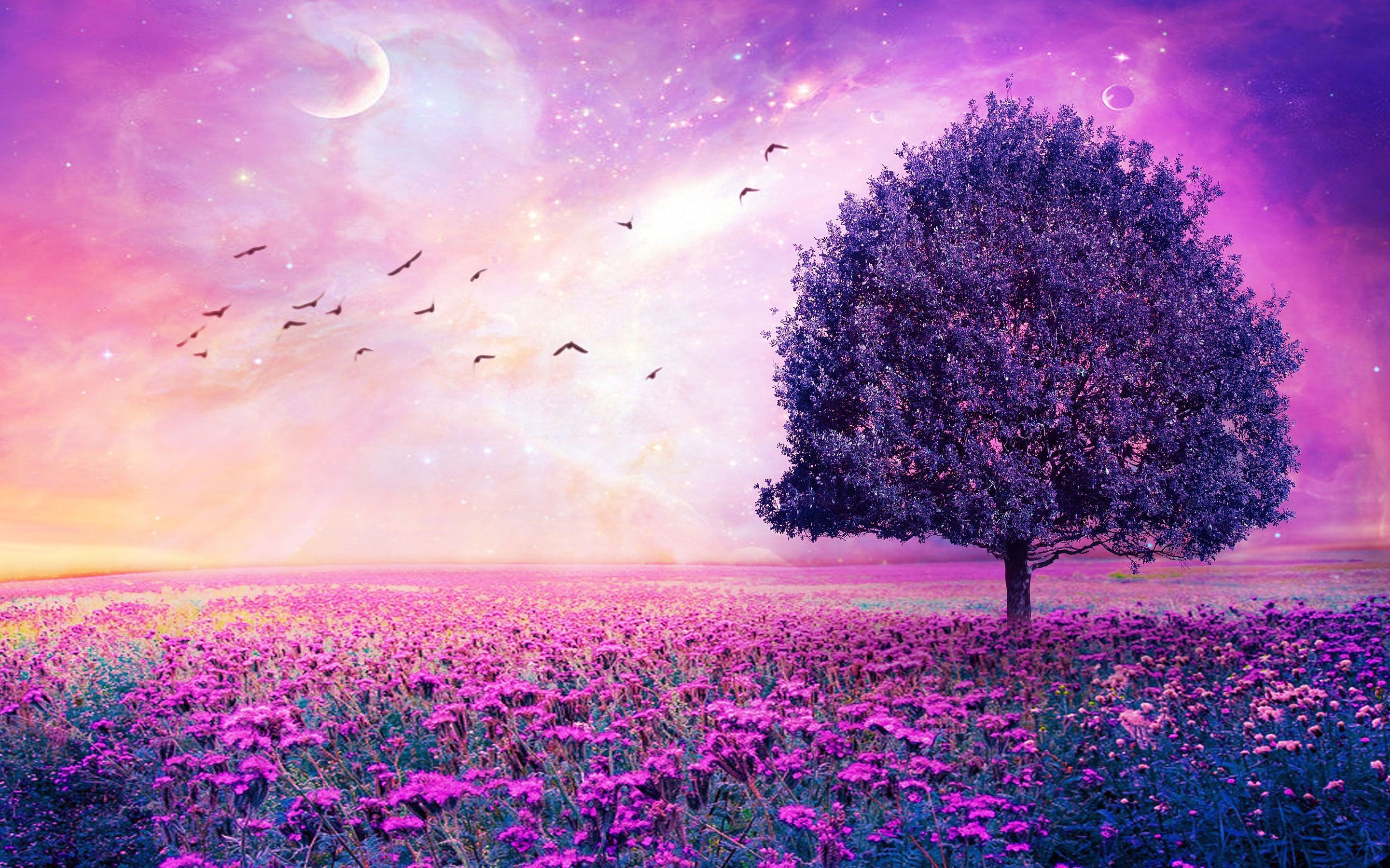 Pink & Purple Flower Fields. Purple Flowers Field Art Tree HD