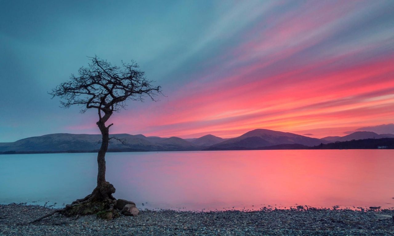 Lonely Tree Wallpaper