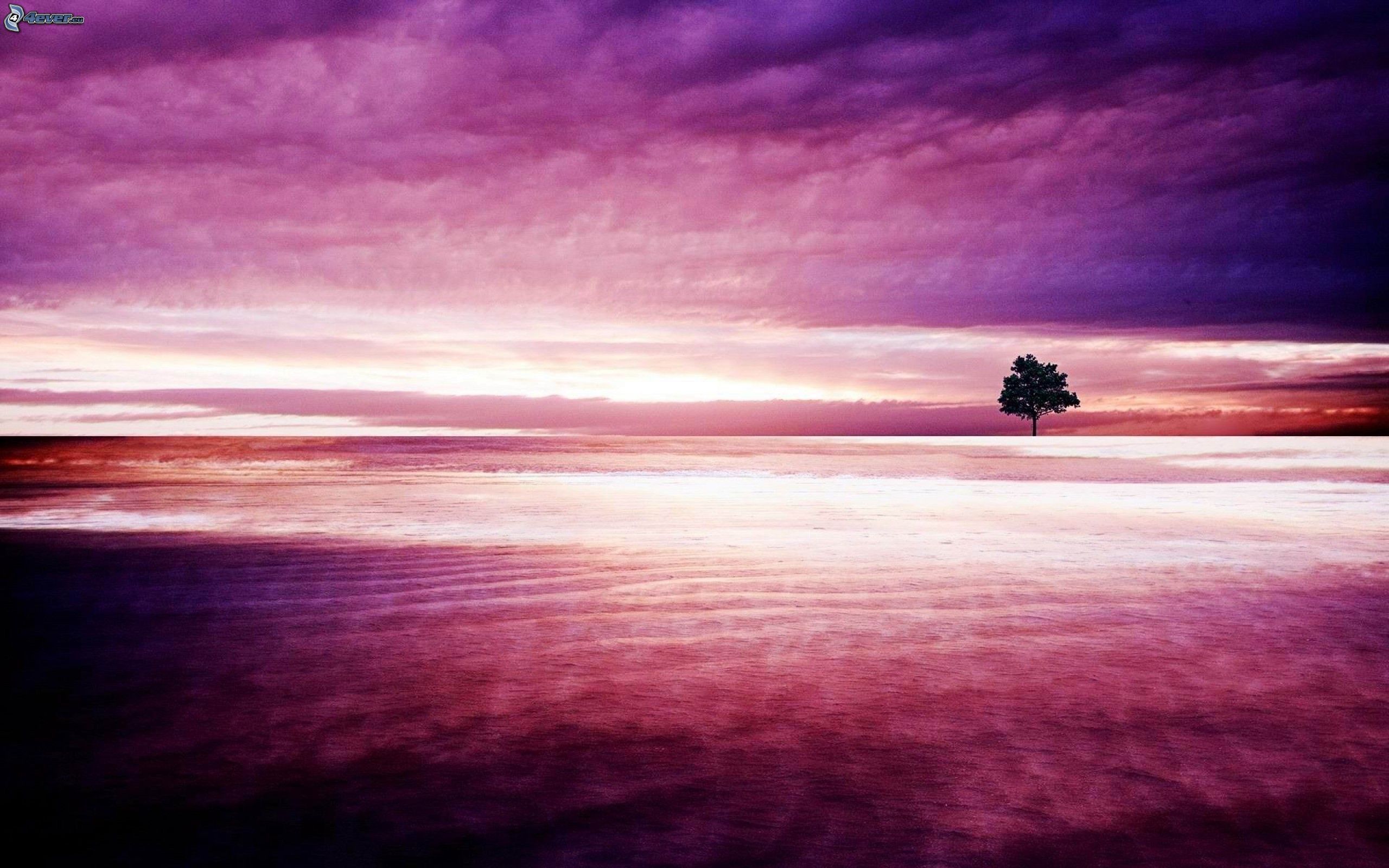 Lonely tree